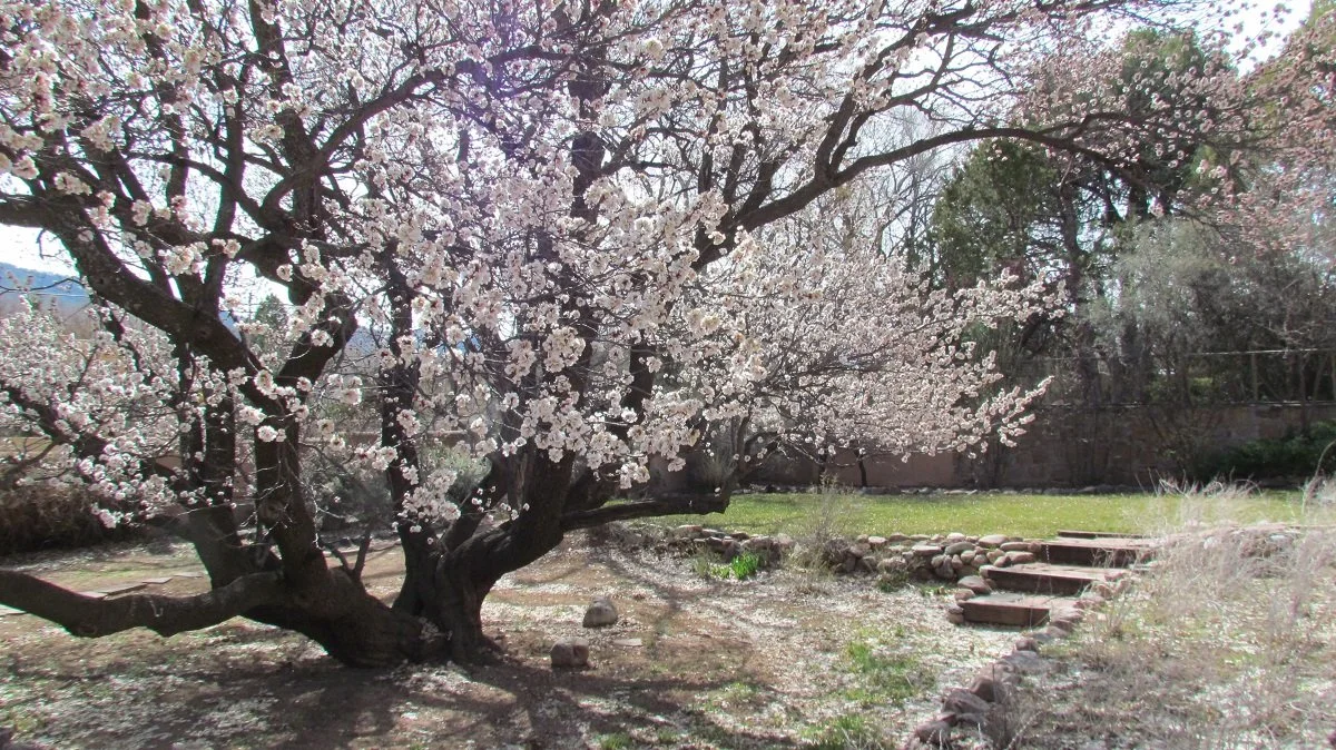 Spring’s Sweetest Signal: Apricot Blossoms in Santa Fe