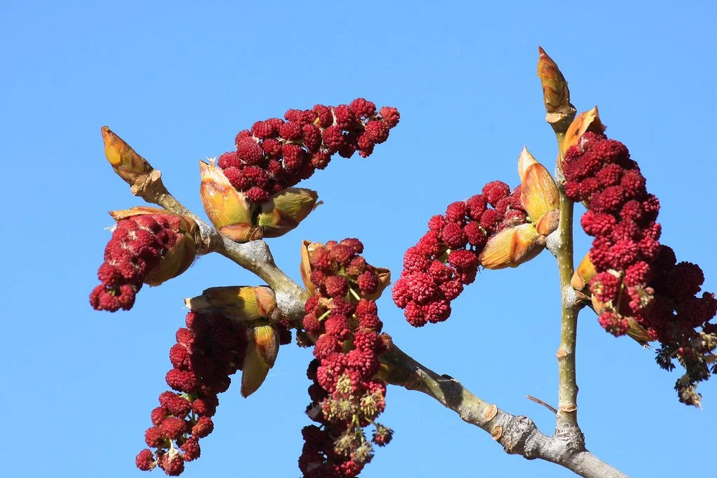 Red or Green? Even the Cottonwoods Have an Opinion