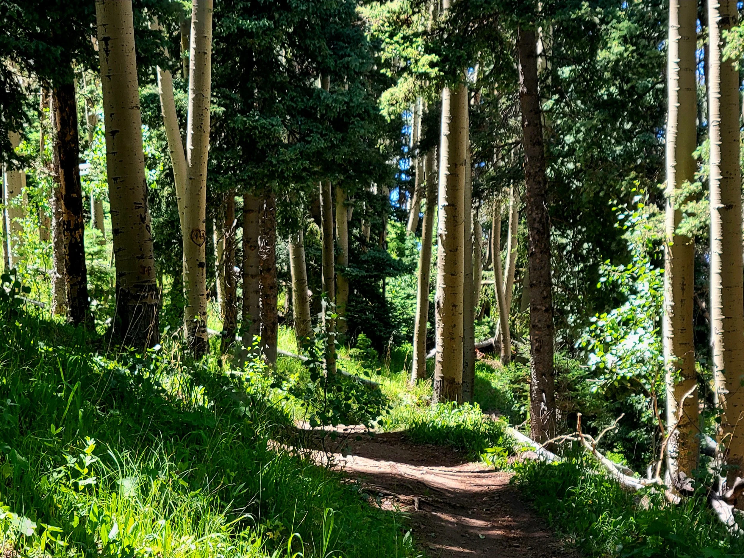 Into the Woods