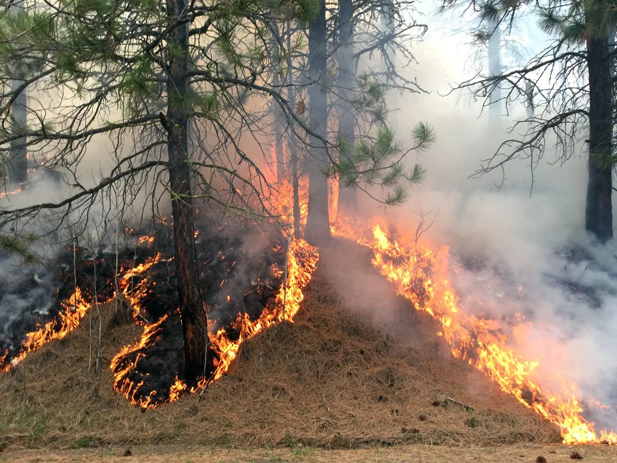 A Forest Out of Balance: Why Santa Fe's Watershed Is Being Restored