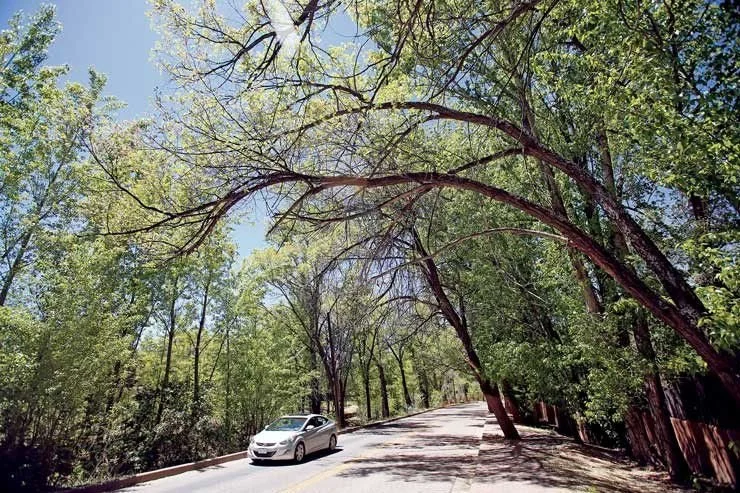 Santa Fe's Love-Hate Relationship with the Siberian Elm