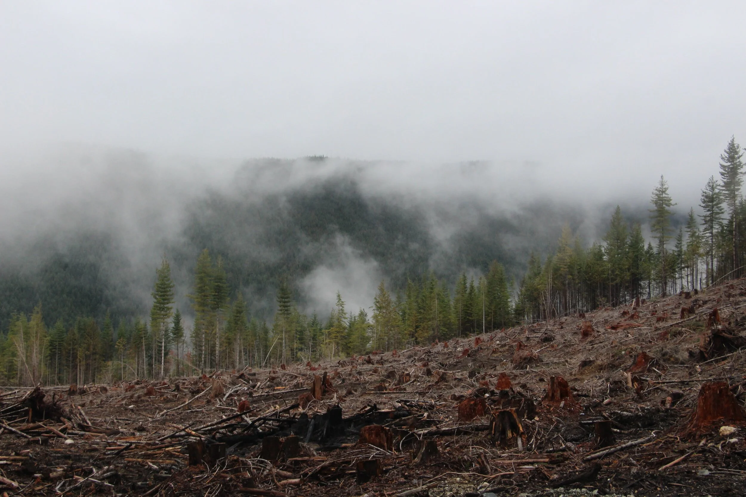 Clearcut logging on a mountain in Washington State. Galbraith Mountain is an active logging zone to this day, with mountain bike trails occasionally affected. Logging and mountain biking have long been closely connected in the PNW.