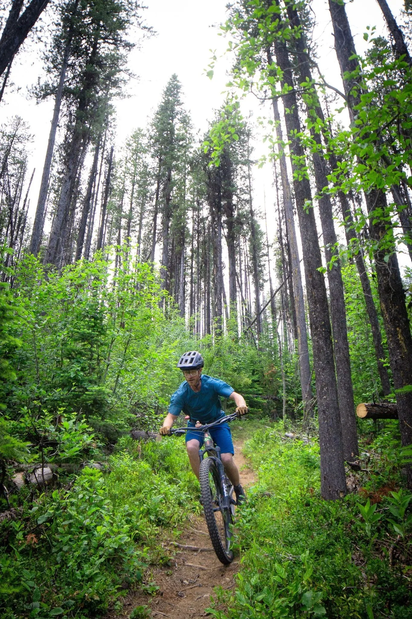 Mountain Biker riding through lush forest on Wapaloosie Trail near Republic, WA