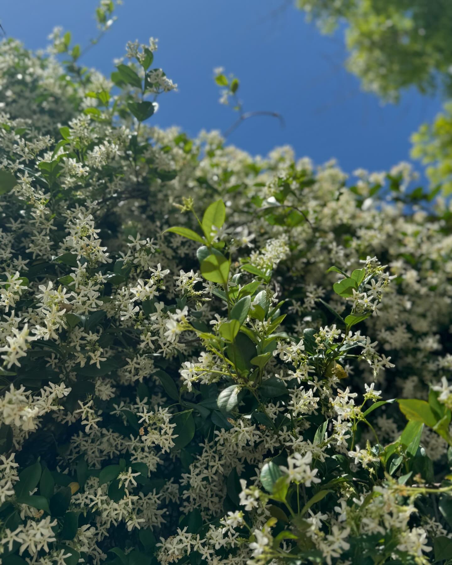 The simple act of picking fresh flowers daily is
so 
calming. 
Aromatic plants stimulate the senses, engages consciousness, calms the body and mind, and guides your mind to focus on the present moment. We have been picking fresh jasmine each day (gro