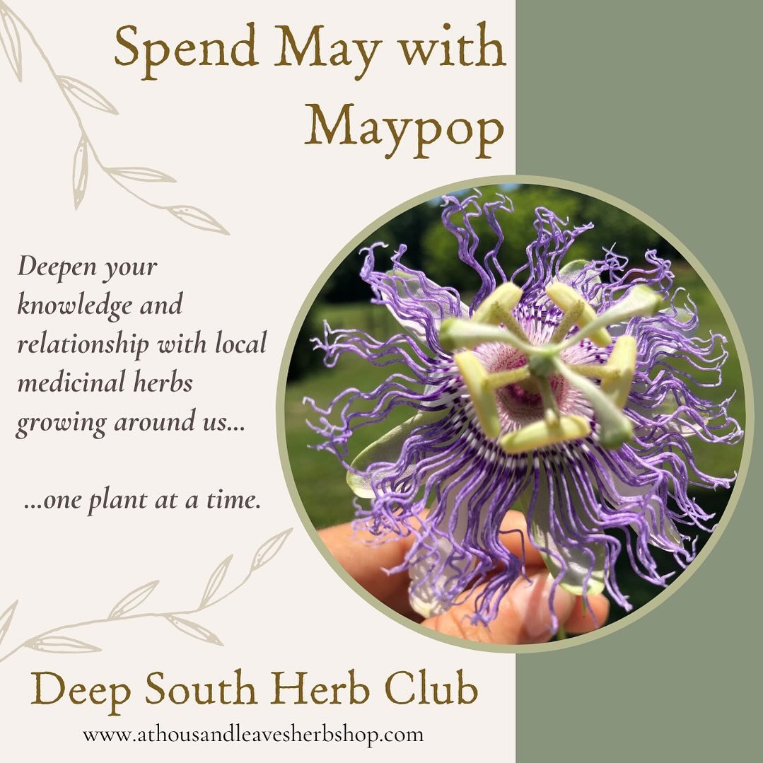 Have you wanted to learn more about medicinal herbs, but would like to focus on one plant at a time?&nbsp;

I am so excited to introduce a new mini-course that we are trying out for the month of May. 
This is an invitation to focus on one medicinal h