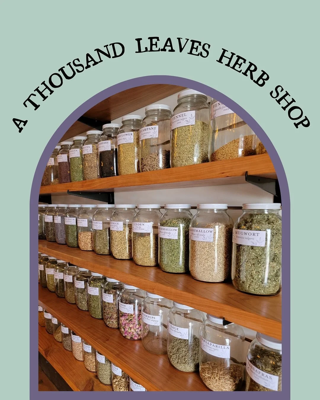 Who we are 🌿 What we believe 💚 Where we&rsquo;re rooted ✨

A Thousand Leaves is a brick and mortar herb shop in Gainesville, FL held down by herbalists with clinical experience. From supplying you with high-quality herbs and handcrafted remedies to