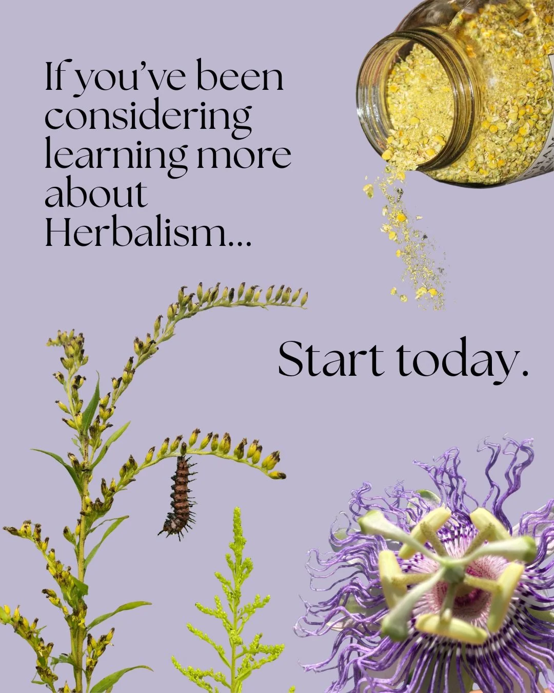 Today is the final day to get the Spring Herbal Learning Bundle! 
🌱
If you&rsquo;ve been feeling the pull to start your educational path in herbalism, then start today! 
It&rsquo;s ok if you don&rsquo;t have time right now, our programs are self-pac