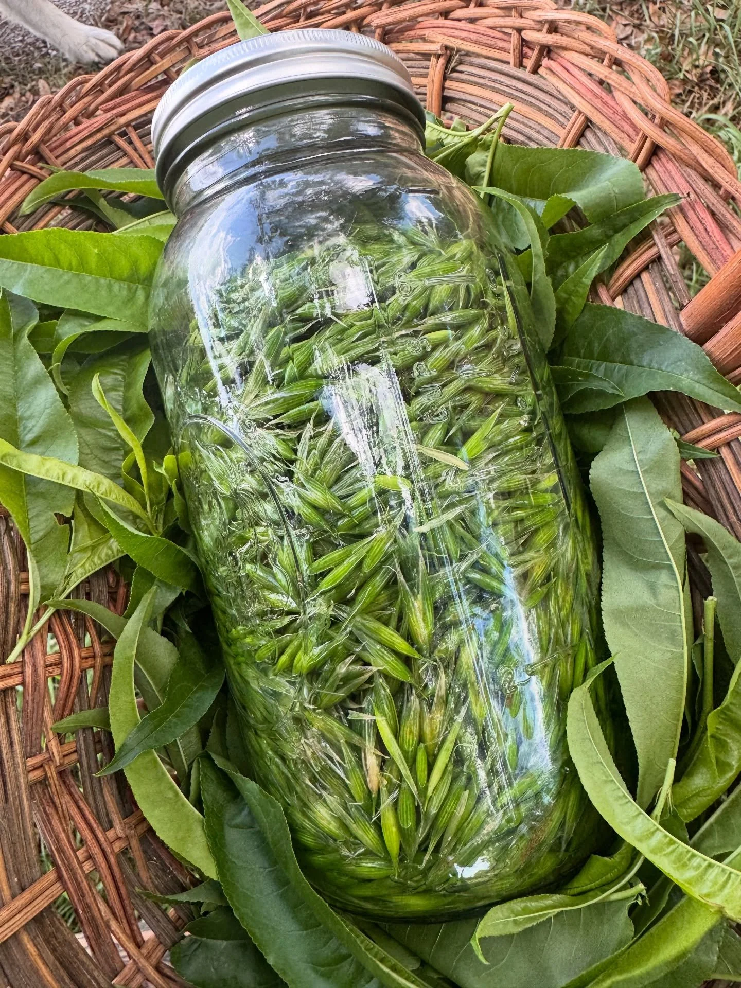 Shoutout to @featherandfernfarm for so graciously sharing their Milky Oats bounty with us 😊🌾 

Milky oats (Avena sativa) is a gentle nervous system trophorestorative. When taken on a long term basis, this plant can support the body&rsquo;s ability 