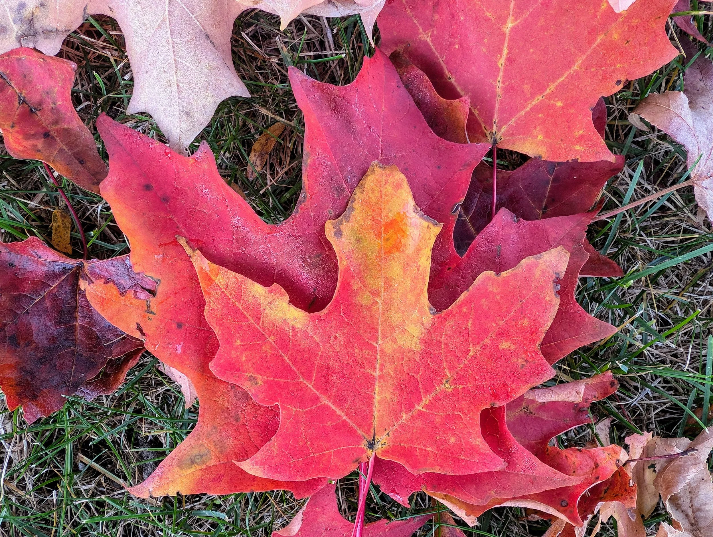 fall red maple leaves