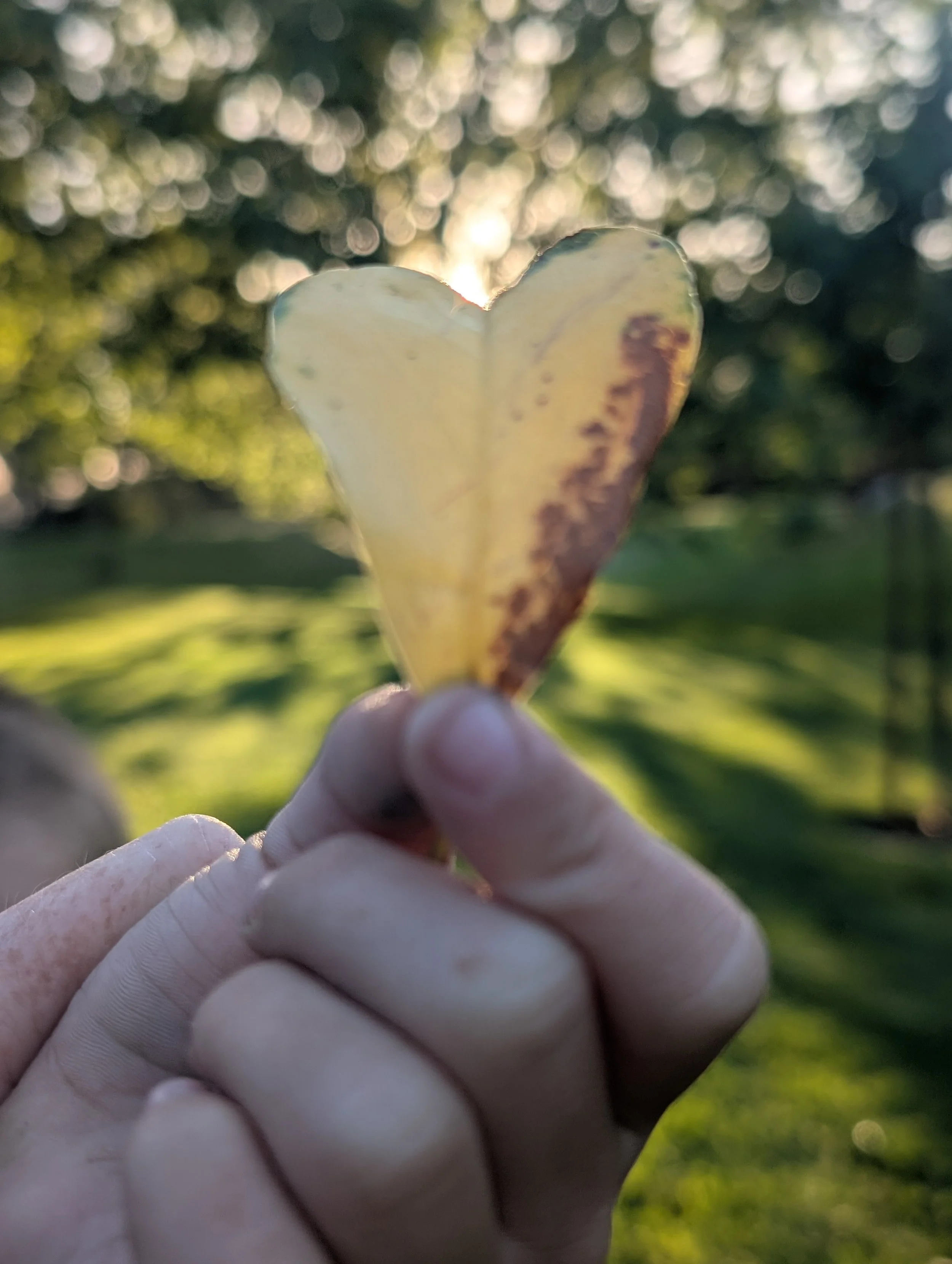 heart leaf with hands