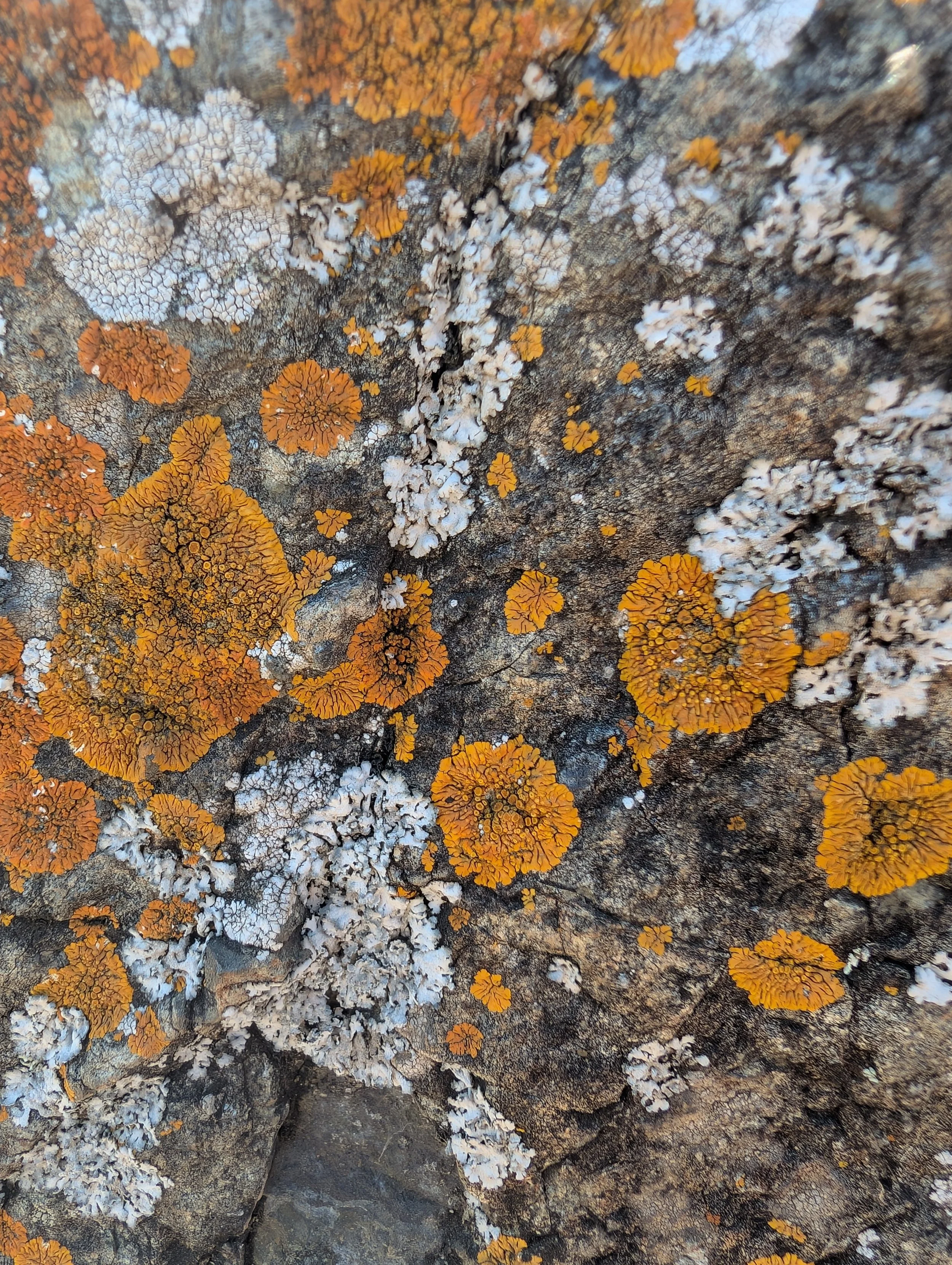 lichen rock