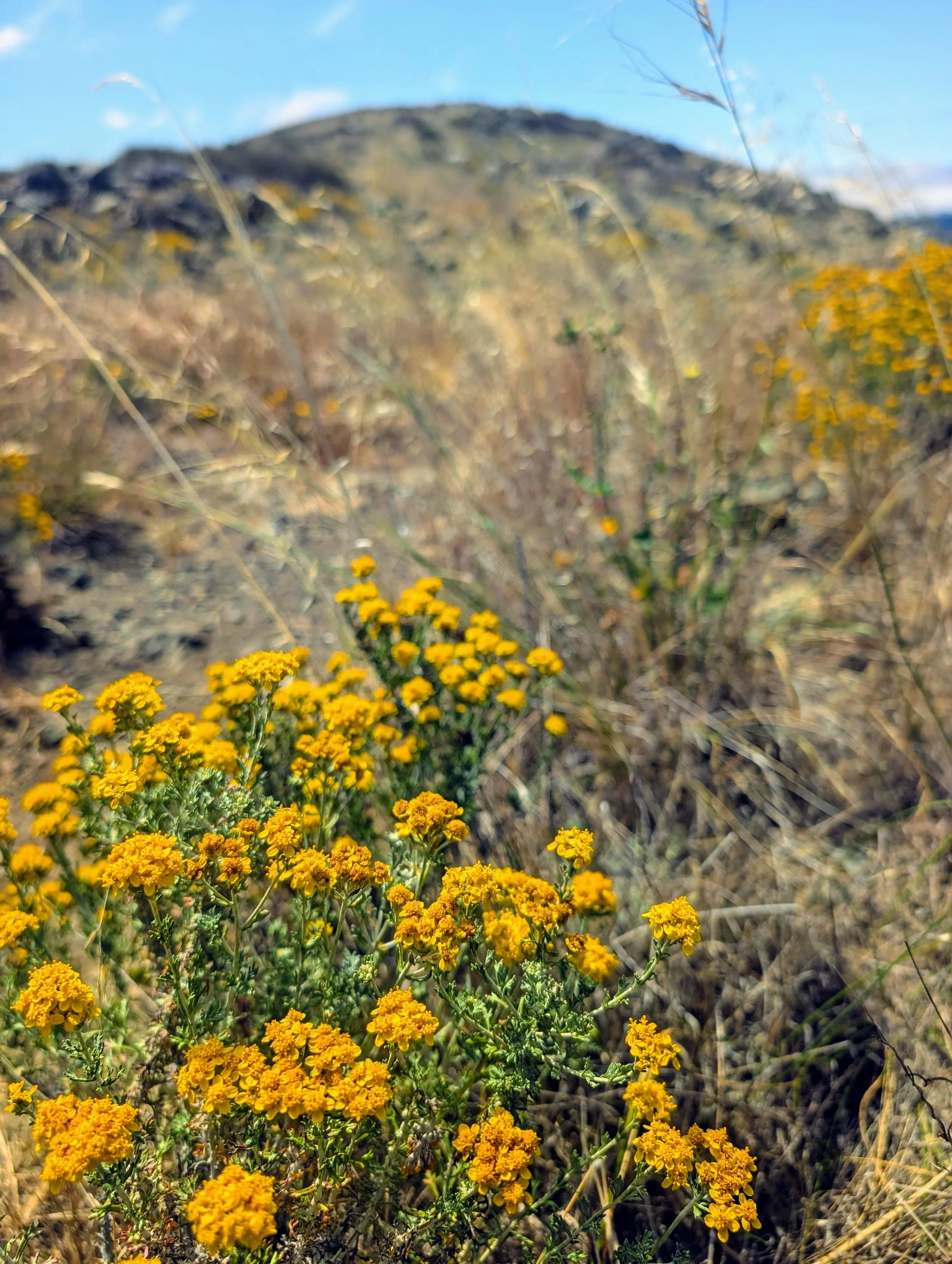 mountain yellow flower