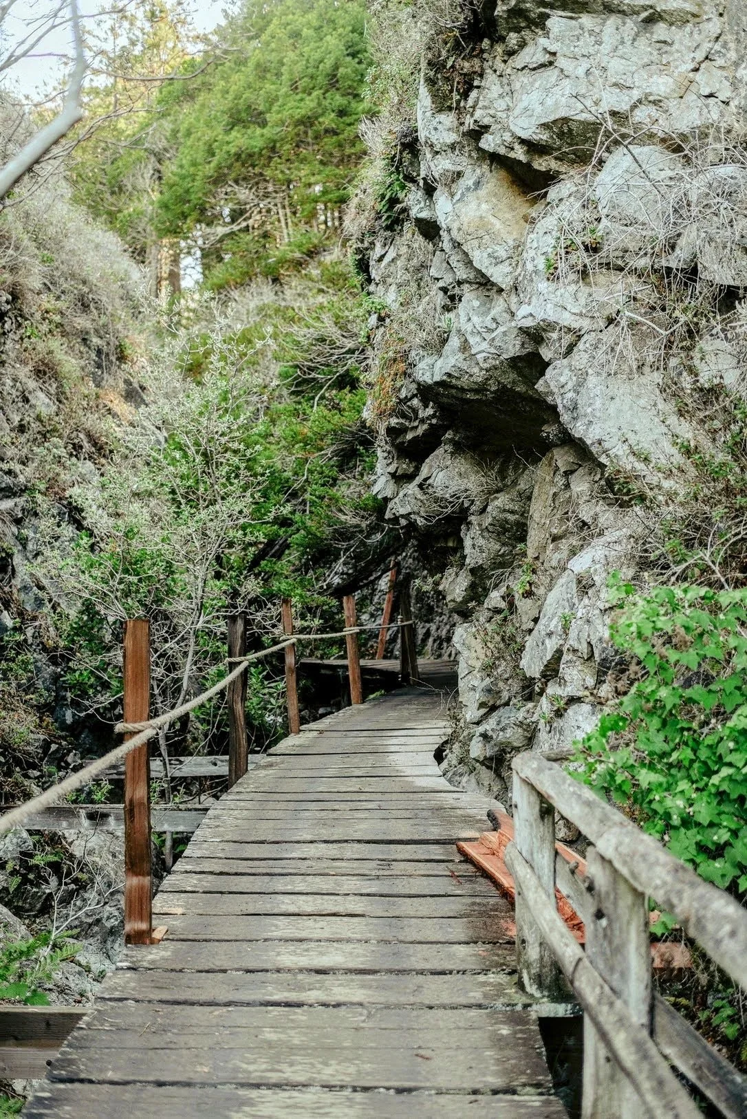wooden foot bridge