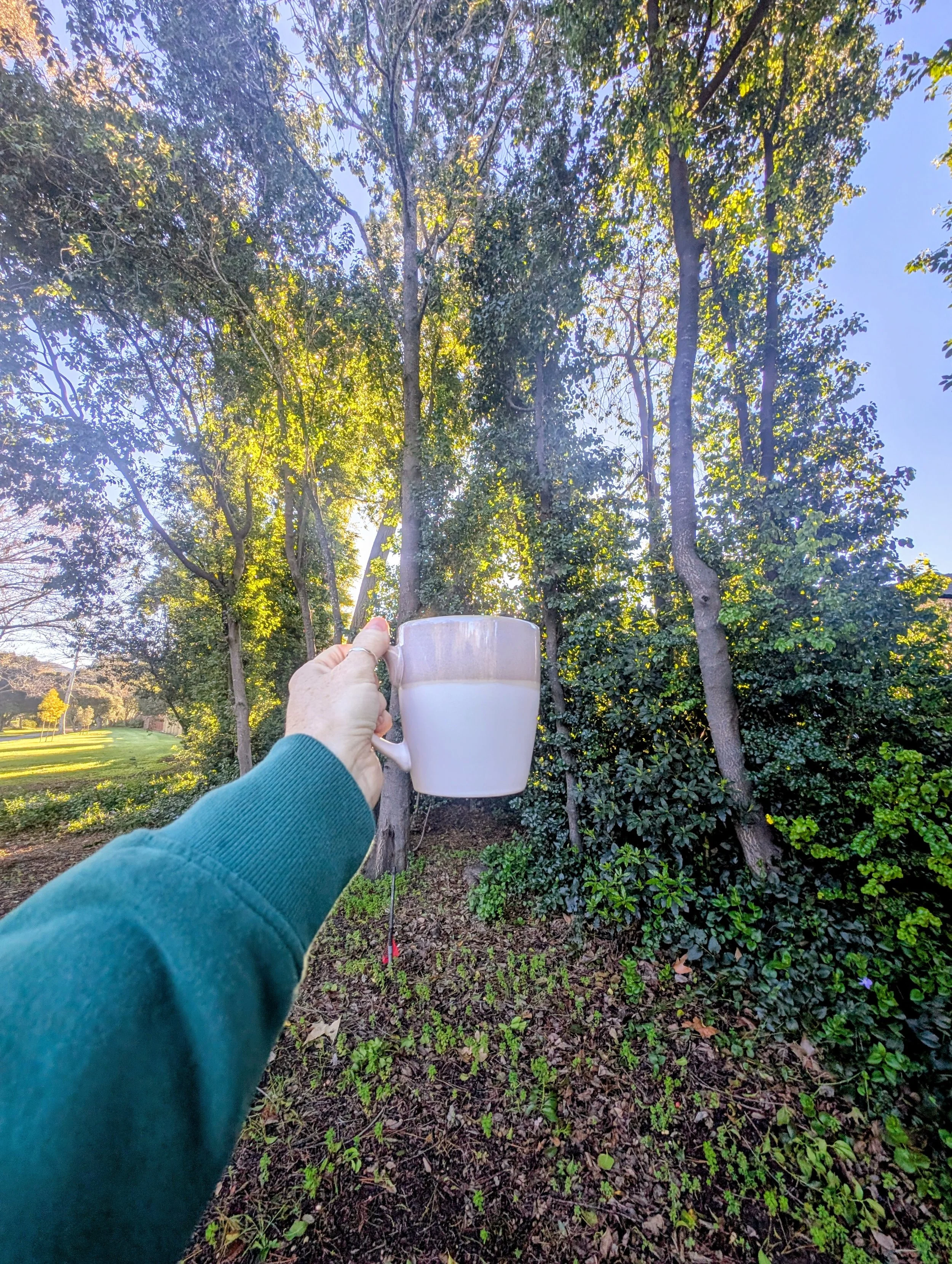 tea mug morning light trees