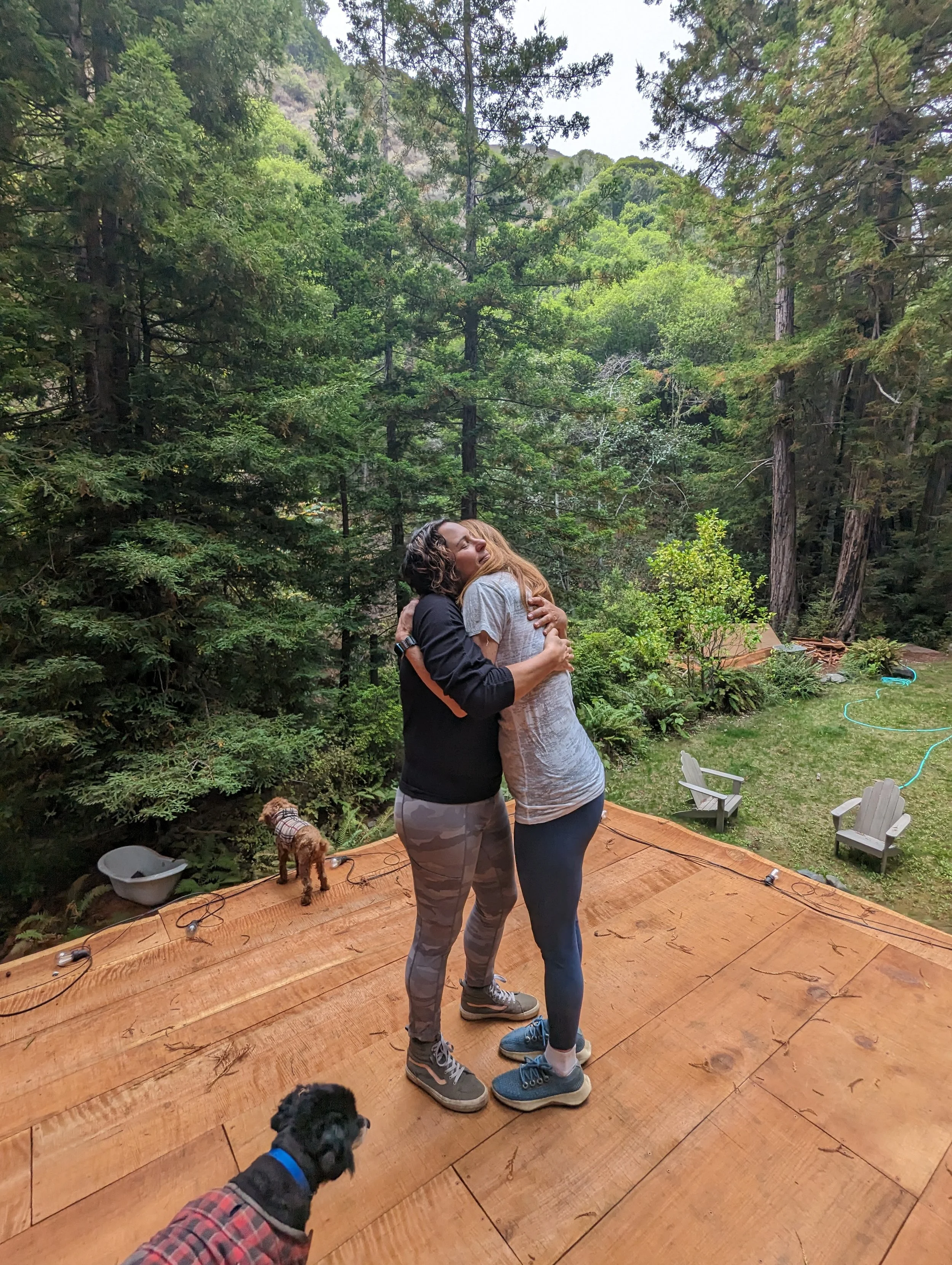 hug redwoods