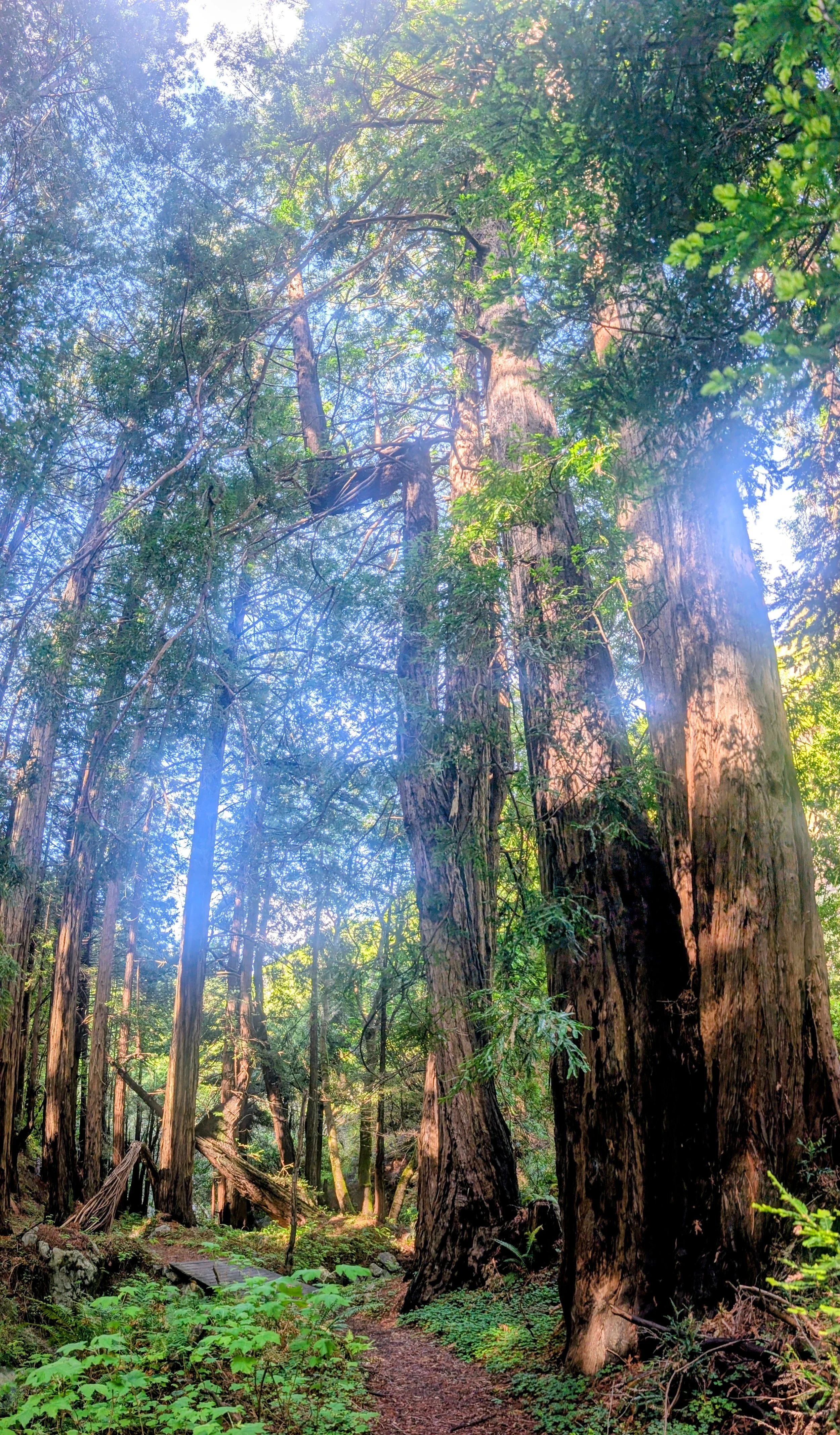 redwood trail big sur