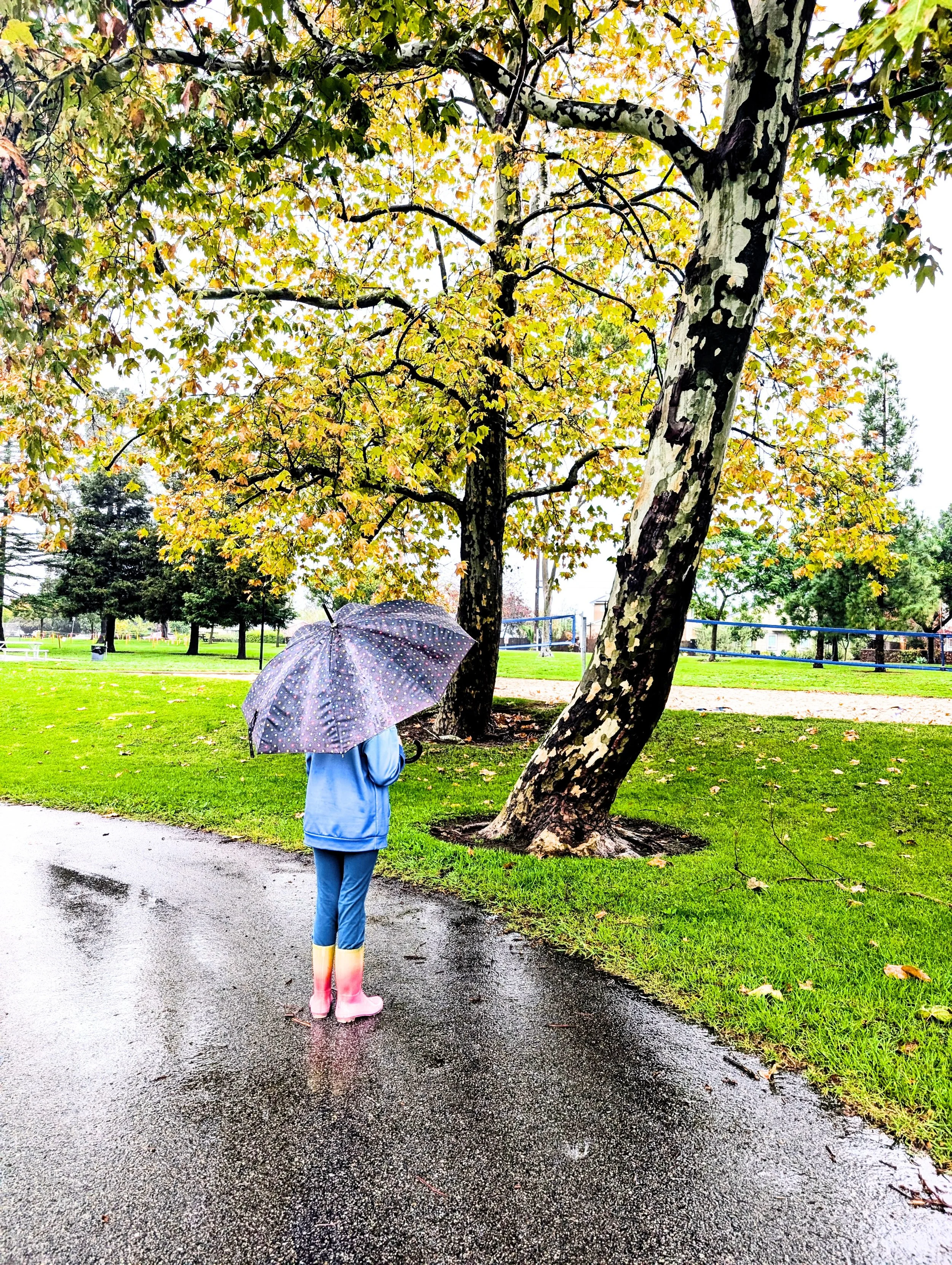 rainy day person tree umbrella