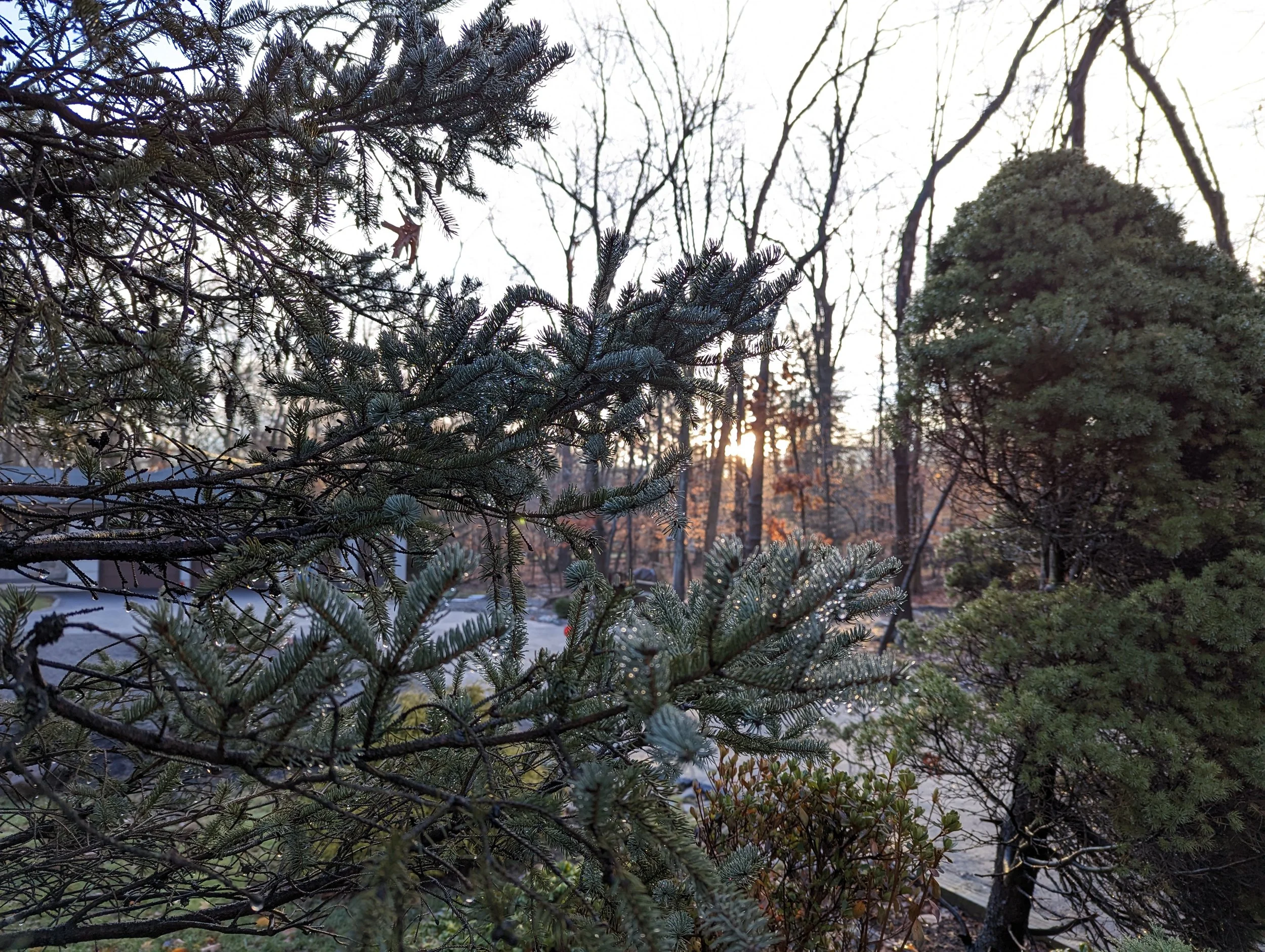 morning light dew drops pine tree