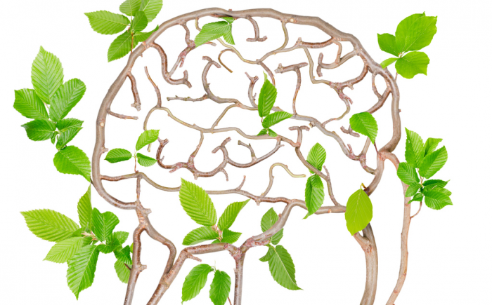 root_brain.png