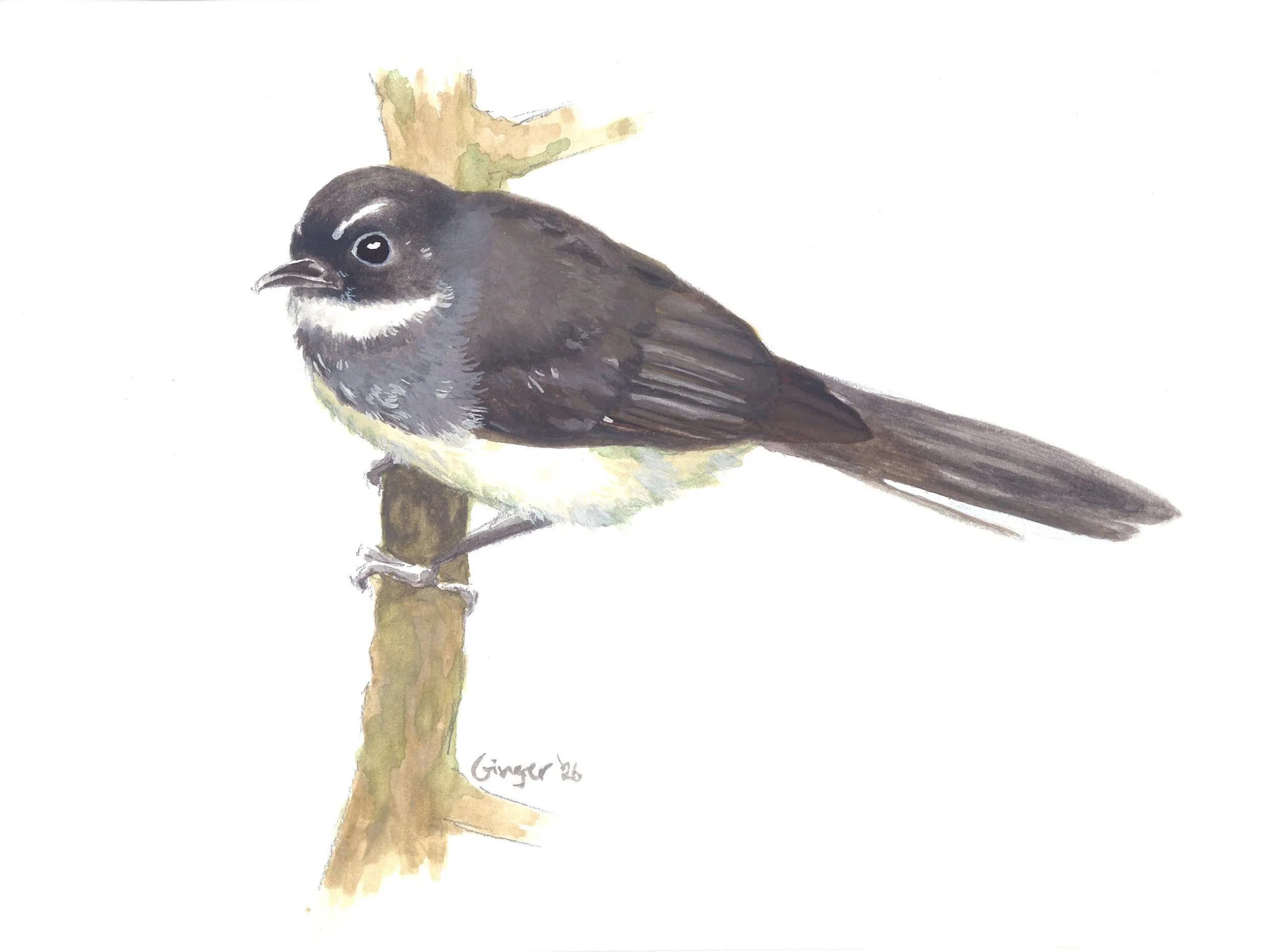 002_Malaysian pied-fantail_poster colour.jpg