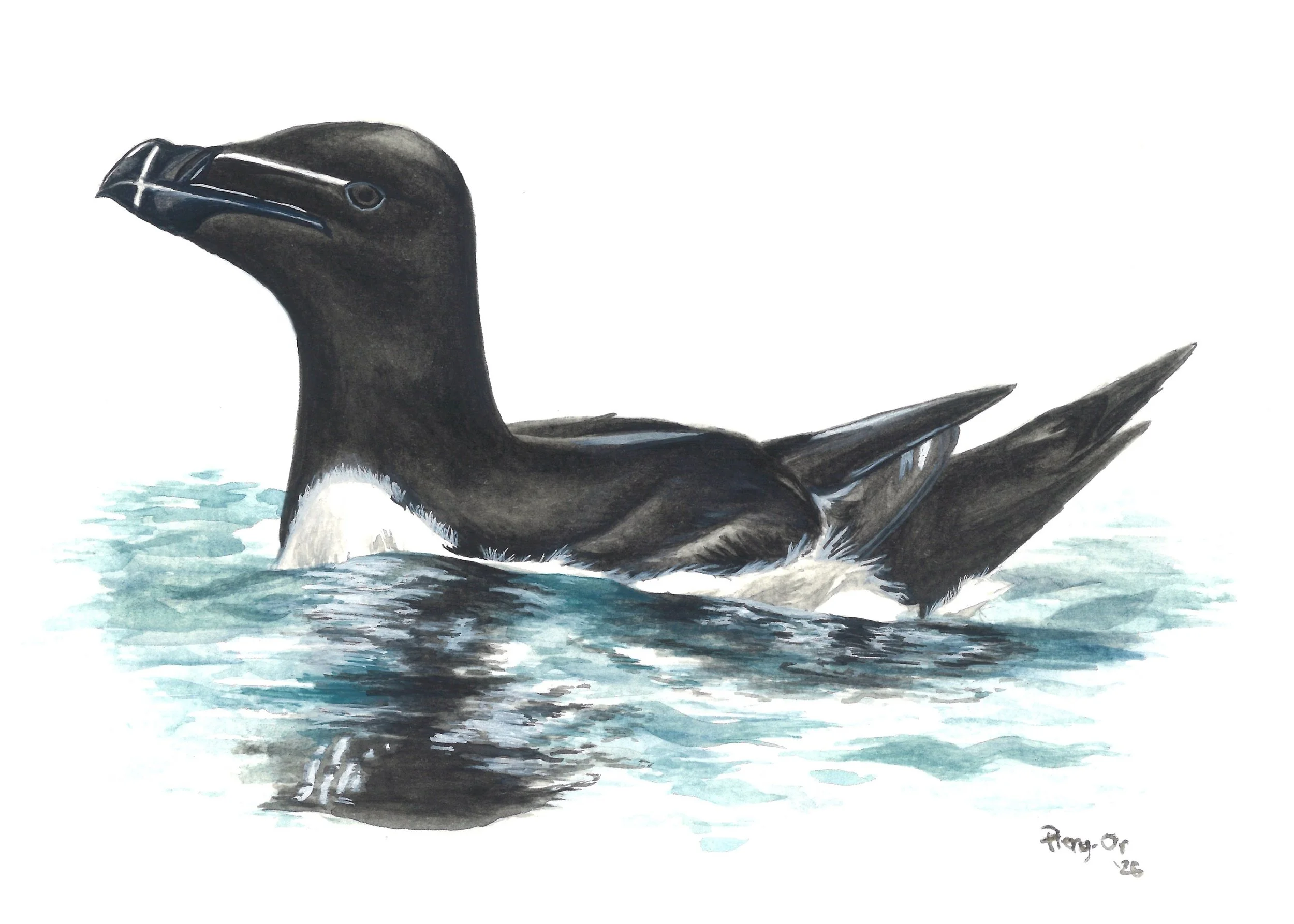 014_Razorbill_poster colour.jpg
