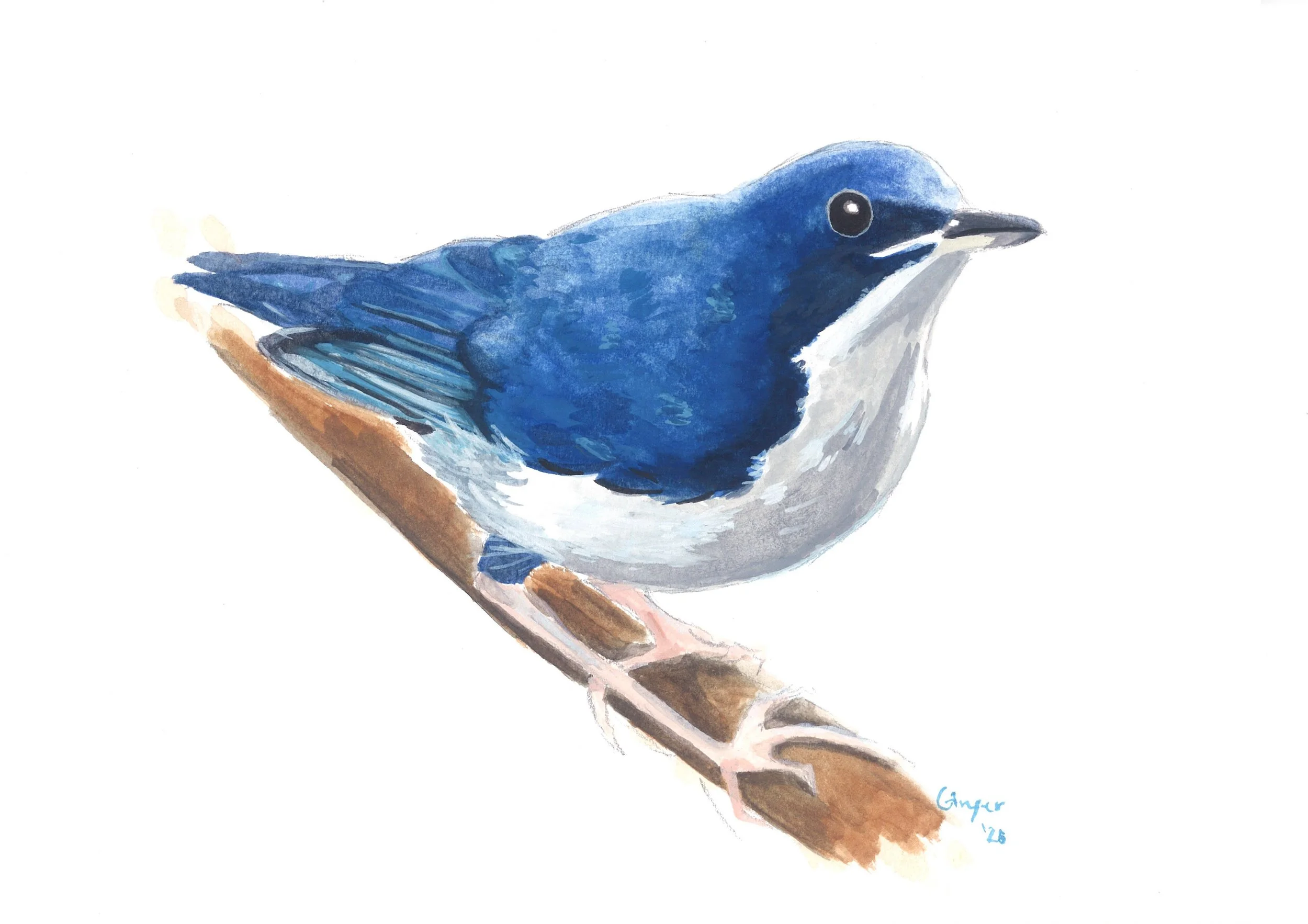 001_Siberian blue robin_poster colour.jpg