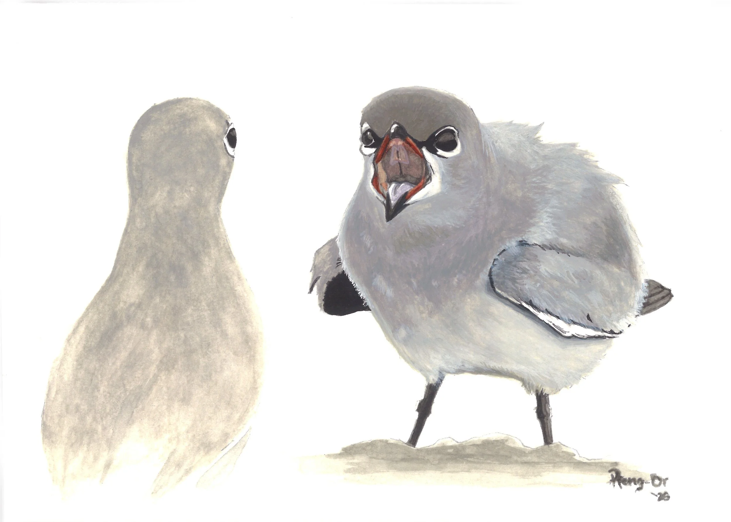 013_Small pratincole_poster colour.jpg