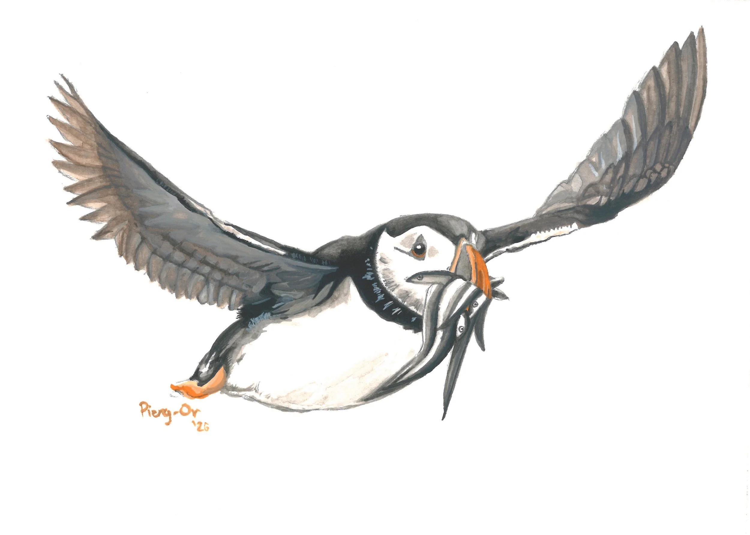 007_Atlantic puffin_3.0_poster colour.jpg