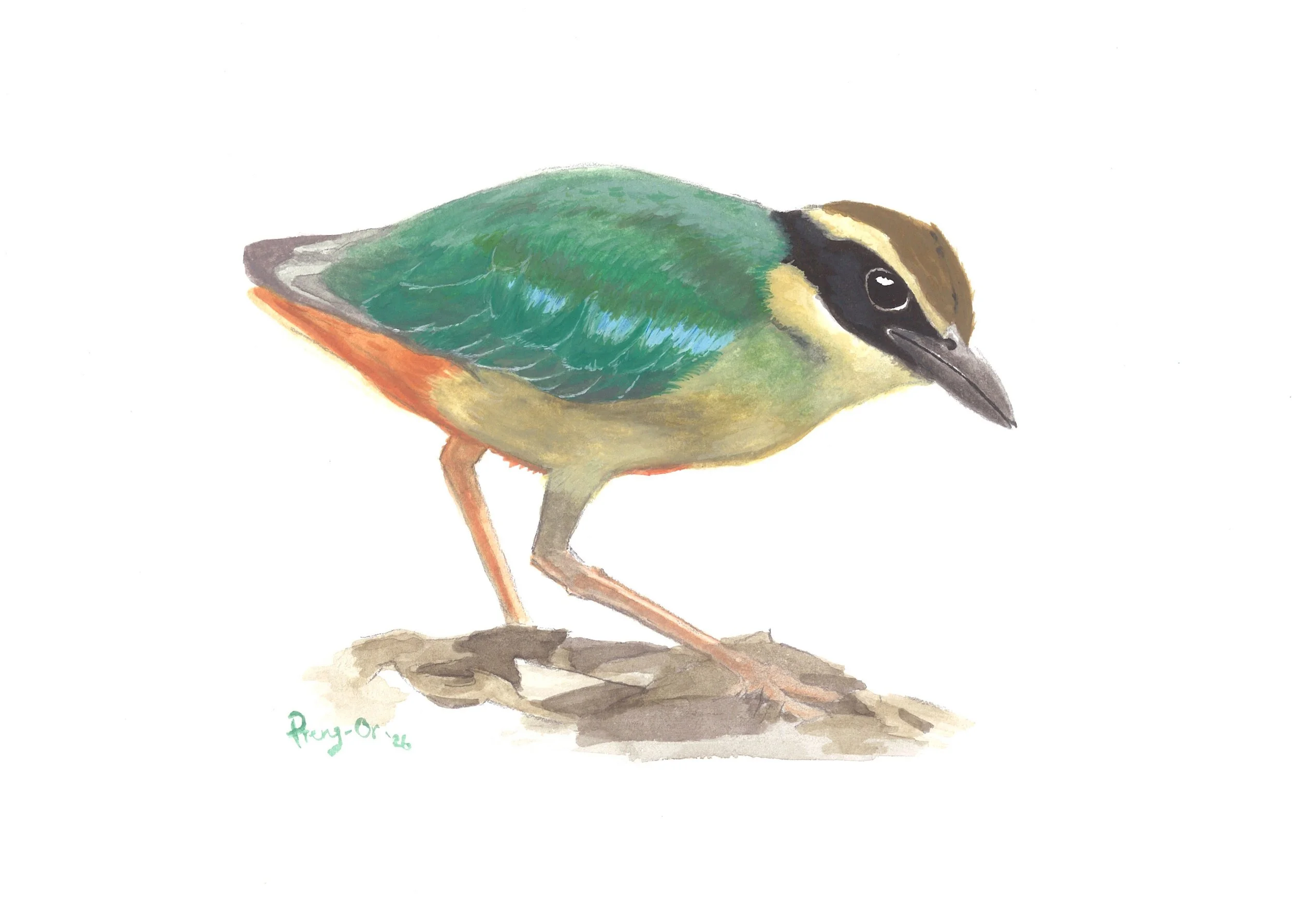 004_Fairy pitta_poster colour.jpg