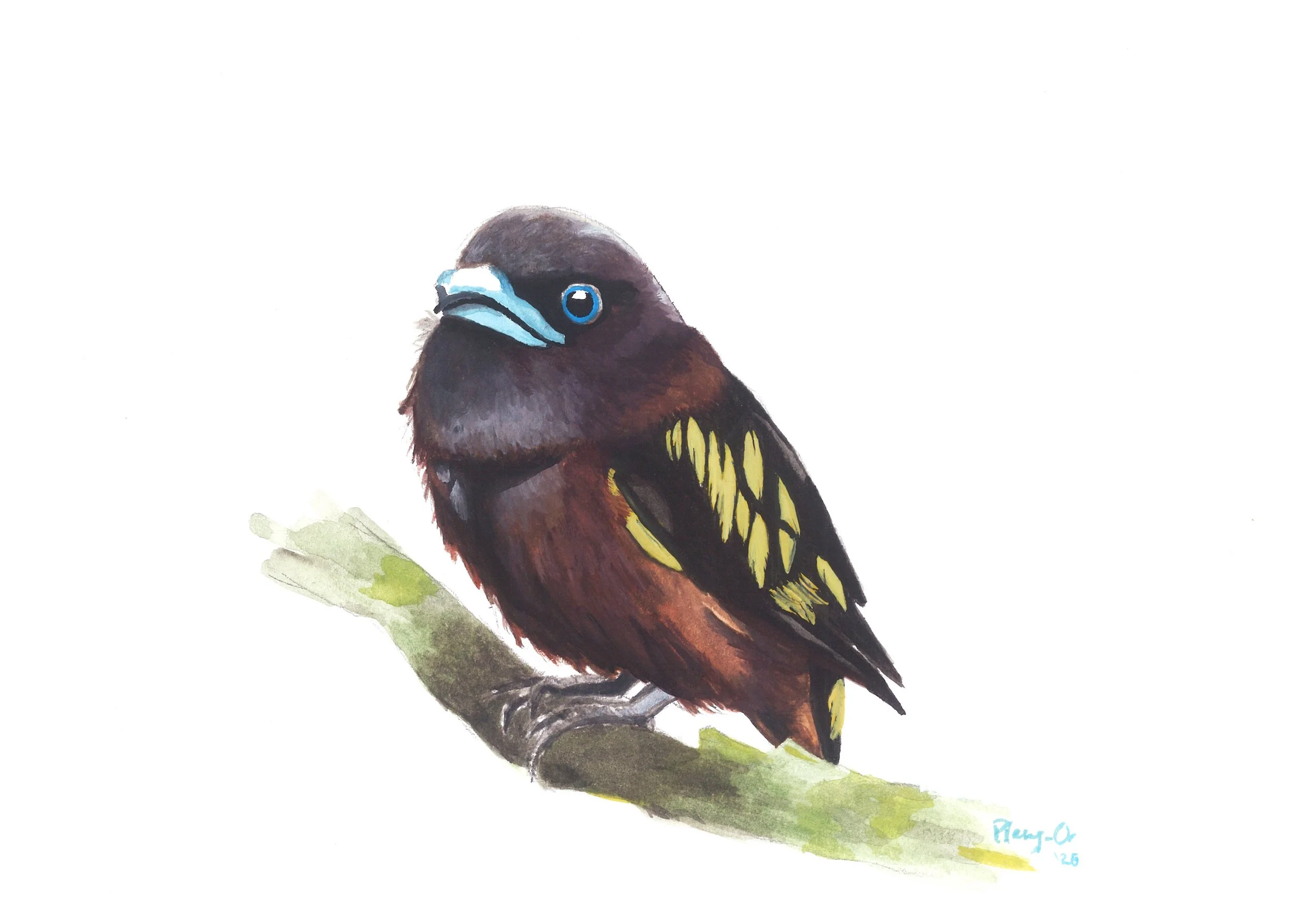 003_Banded broadbill_poster colour.jpg