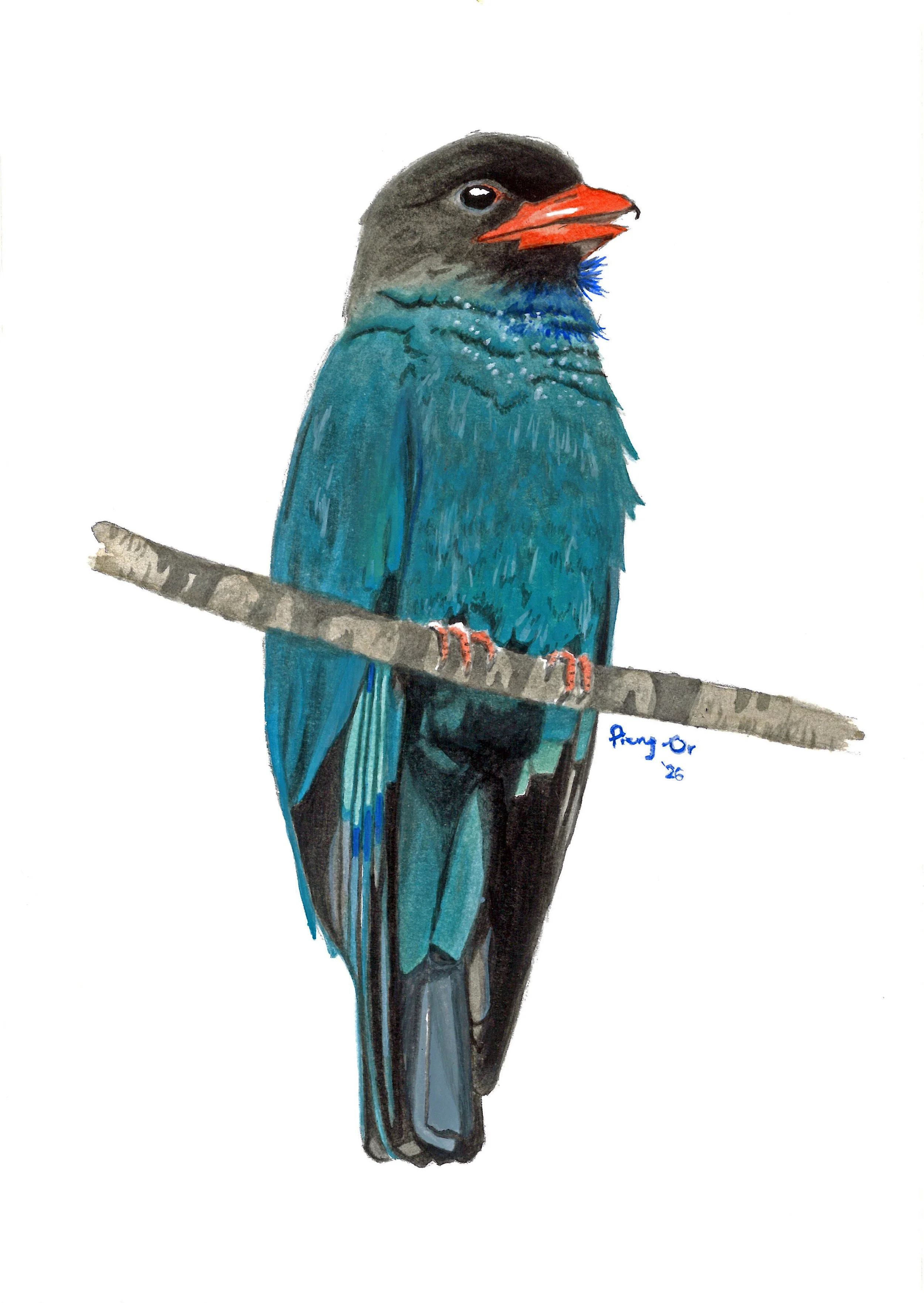 011_Dollarbird_poster colour.jpg