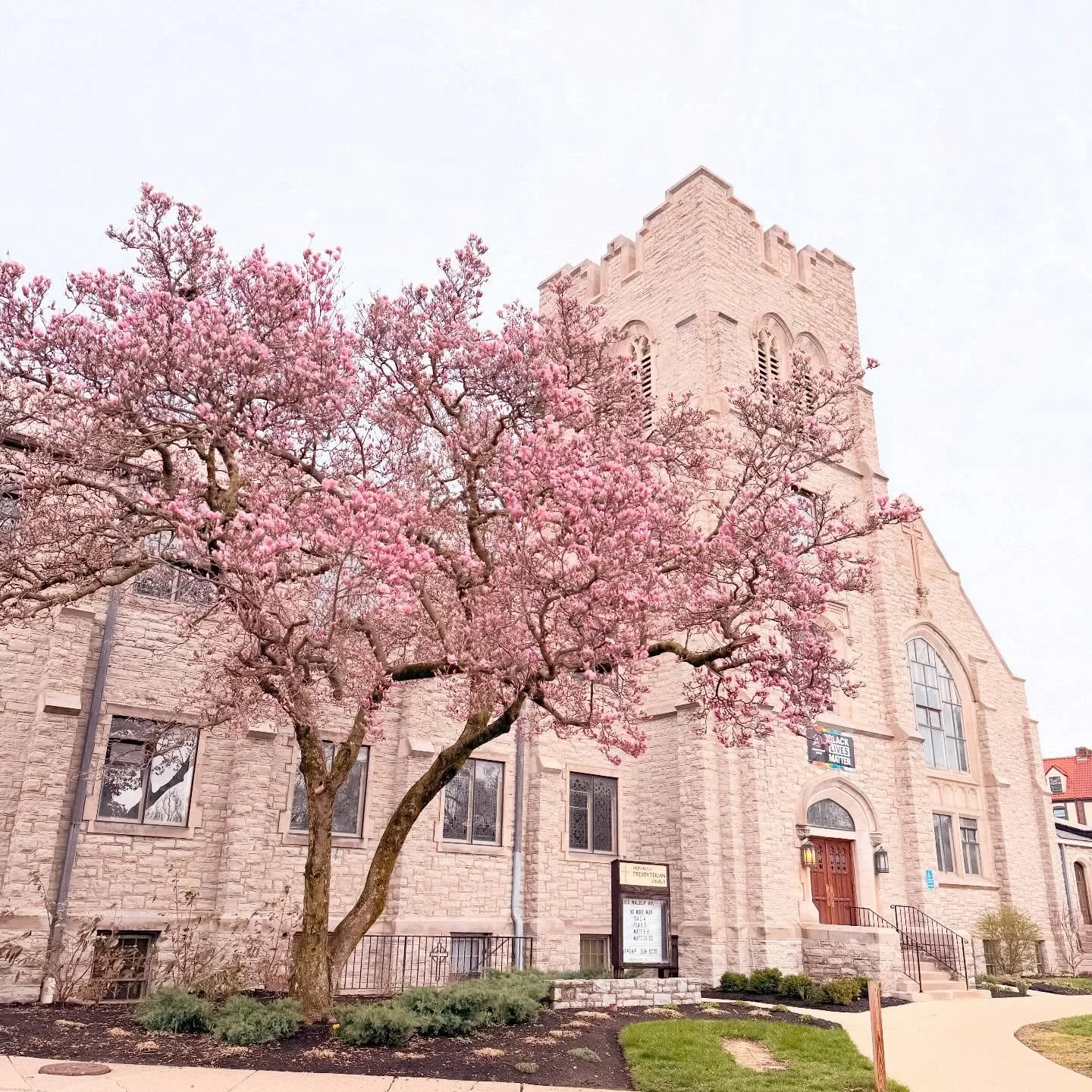 Yesterday, before the snow /cold struck, we caught the tulip tree almost ready to fully bloom. We decided to capture it before it went brown. 
Take a moment on this shivery day to remember spring is almost here!