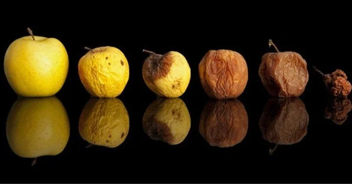 Healthy Tree = Good Fruit - The youth lead worship this Sunday at IPC... Newsletter and more at link in bio.