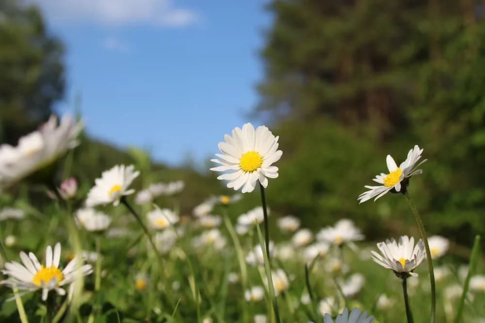 Daisies representing a happy Parasympathetic life