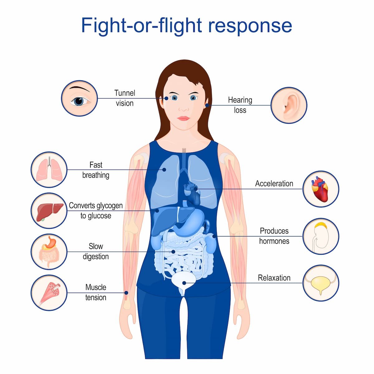 The Stress Response The Parasympathetic Life the-stress-response-the-parasympathetic-life