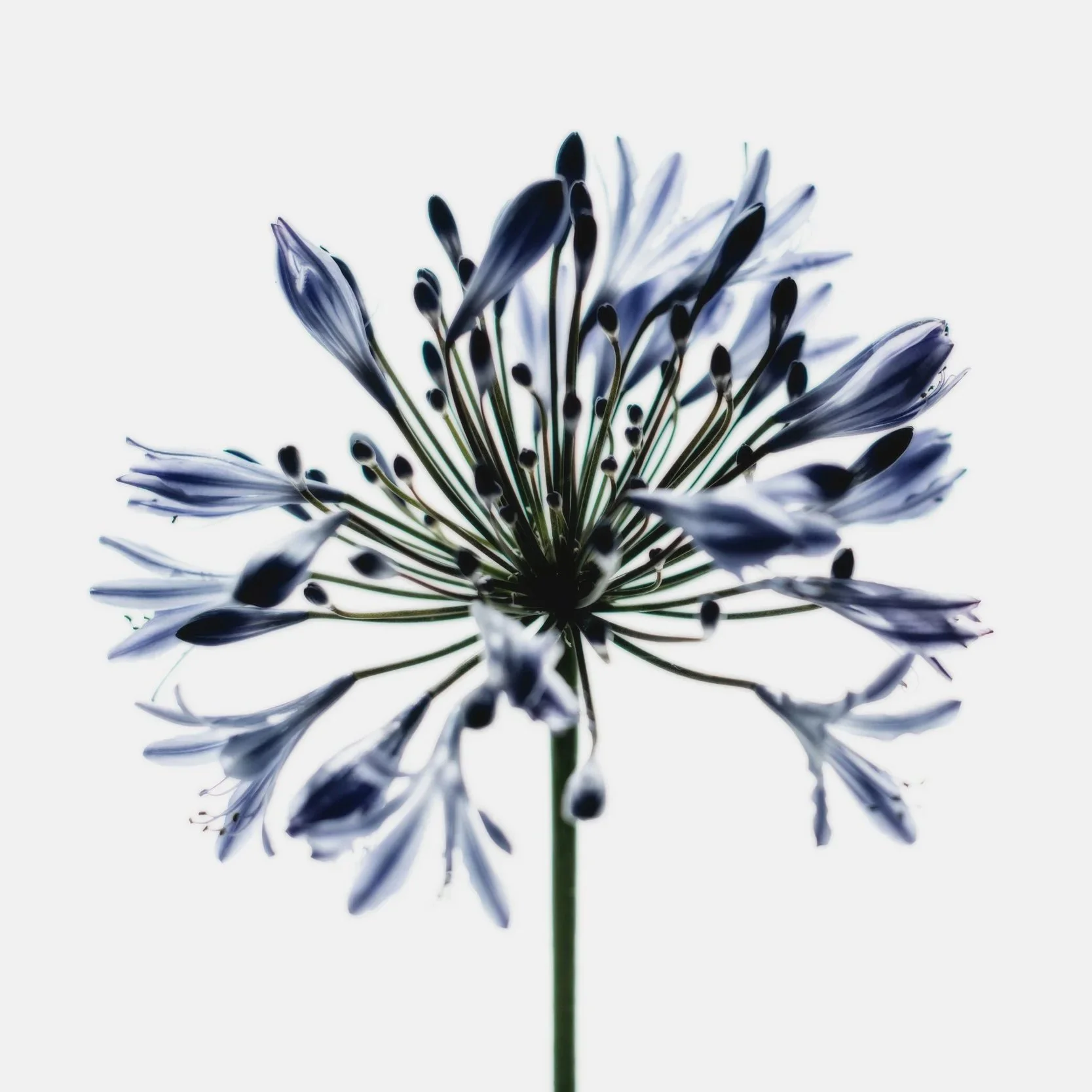 Close-up of a purple and white flower with many slender petals and dark anthers, backlit to highlight detail.