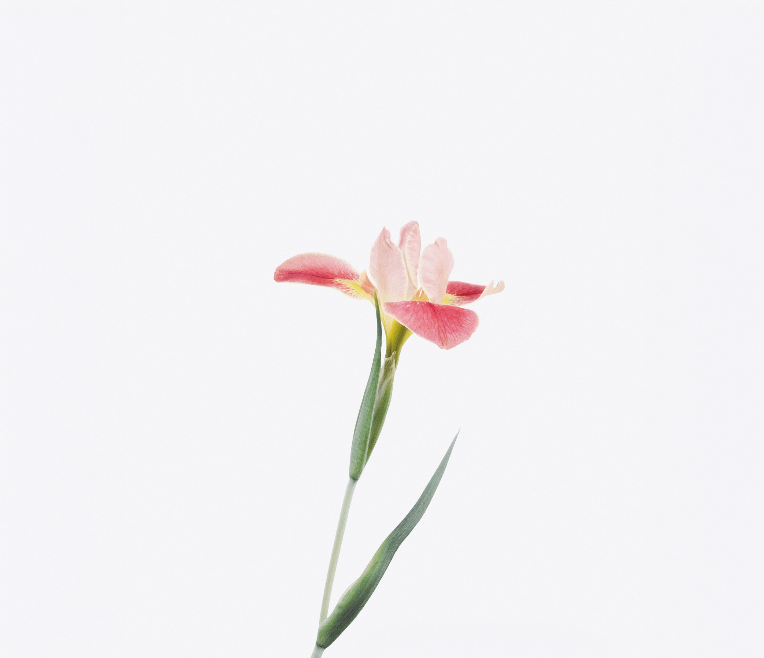 A single pink and white flower with green leaves on a light background.