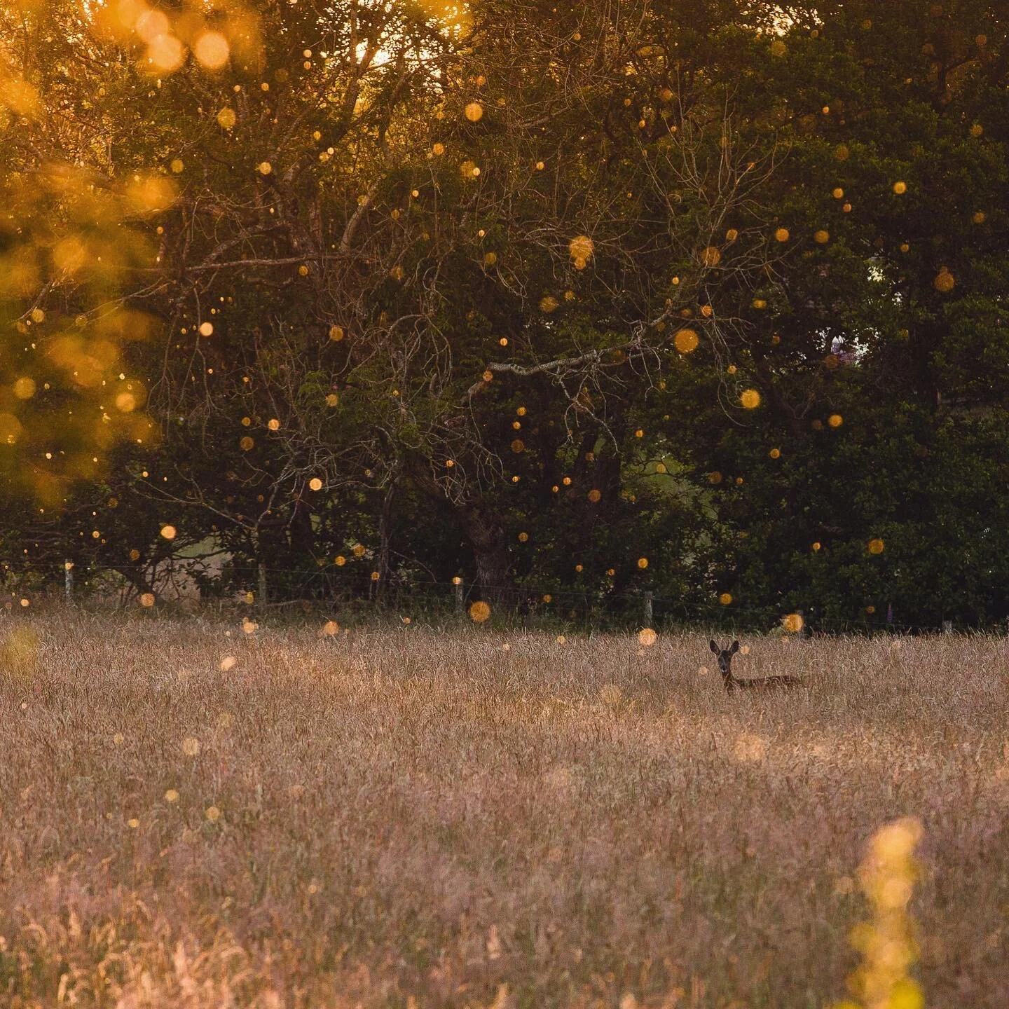 Yesterday was one of those days we all long for. The weather was great and we all found ourselves at the house, at the same time. It started with messing around in the river then wild flower spotting in the fields and some afternoon paddle boarding o