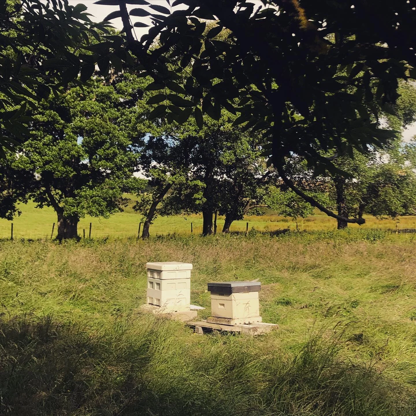 We have bees! Two hives of black bee have just arrived at Sparket Mill. 
It&rsquo;s been a few years since I&rsquo;ve kept bees and it was always something that I wanted to go back to. Surrounded by countryside that is either wild or grazed with very