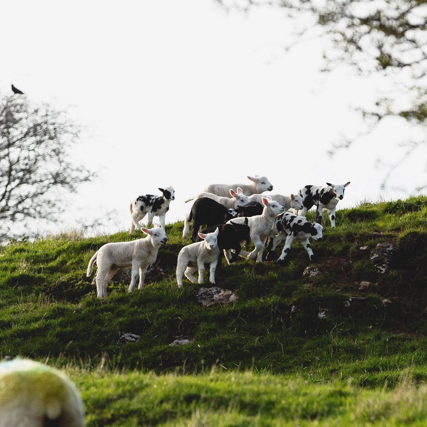 Wild mobs of them tearing up the countryside with overwhelming cuteness! 
-
#spring #lambs #lakedistrict #countryside #britishcountryside #ukfarming #sparketmill