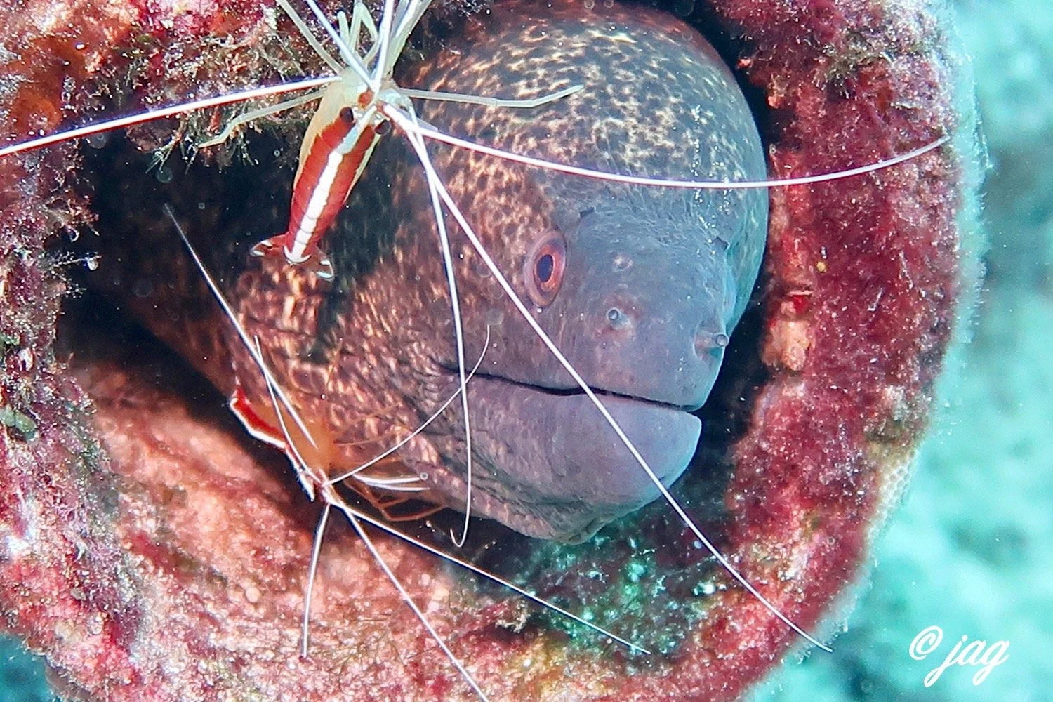 Moray Eels: Nocturnal Hunters of the Hawaiian Reef — Kauai Ocean Awareness