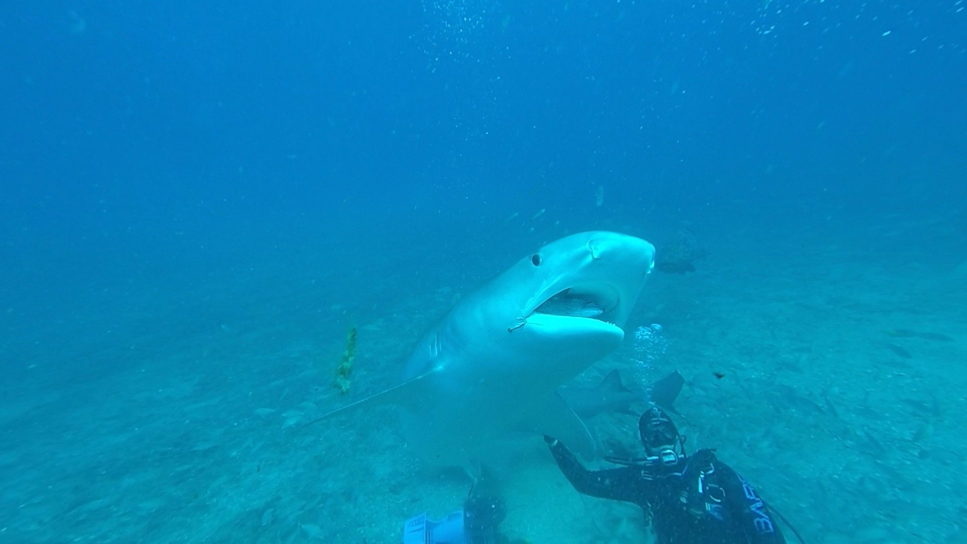 Well known tiger shark, Patrick.