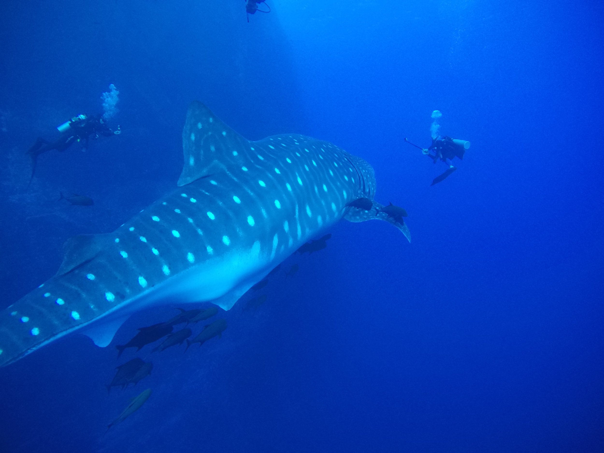 Pregnant female with diver. Shot on GoPro by Captain Tara, Socorro Islands, Mexico.