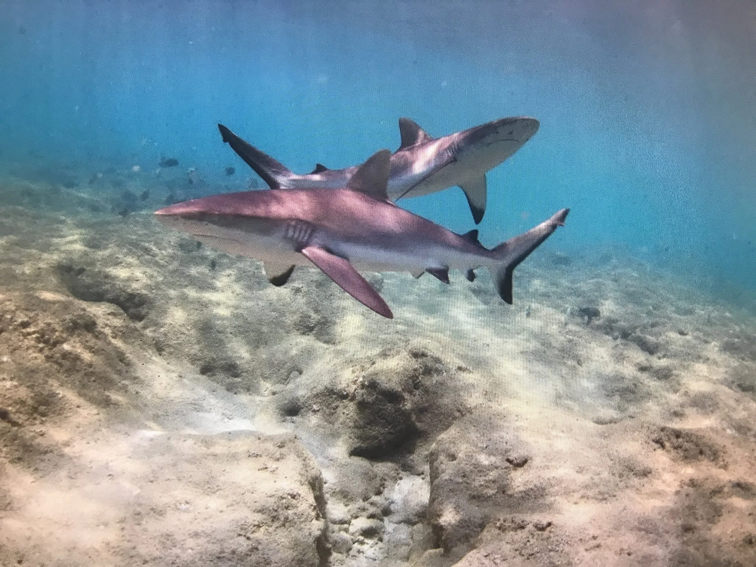 Sharks — Kauai Ocean Awareness