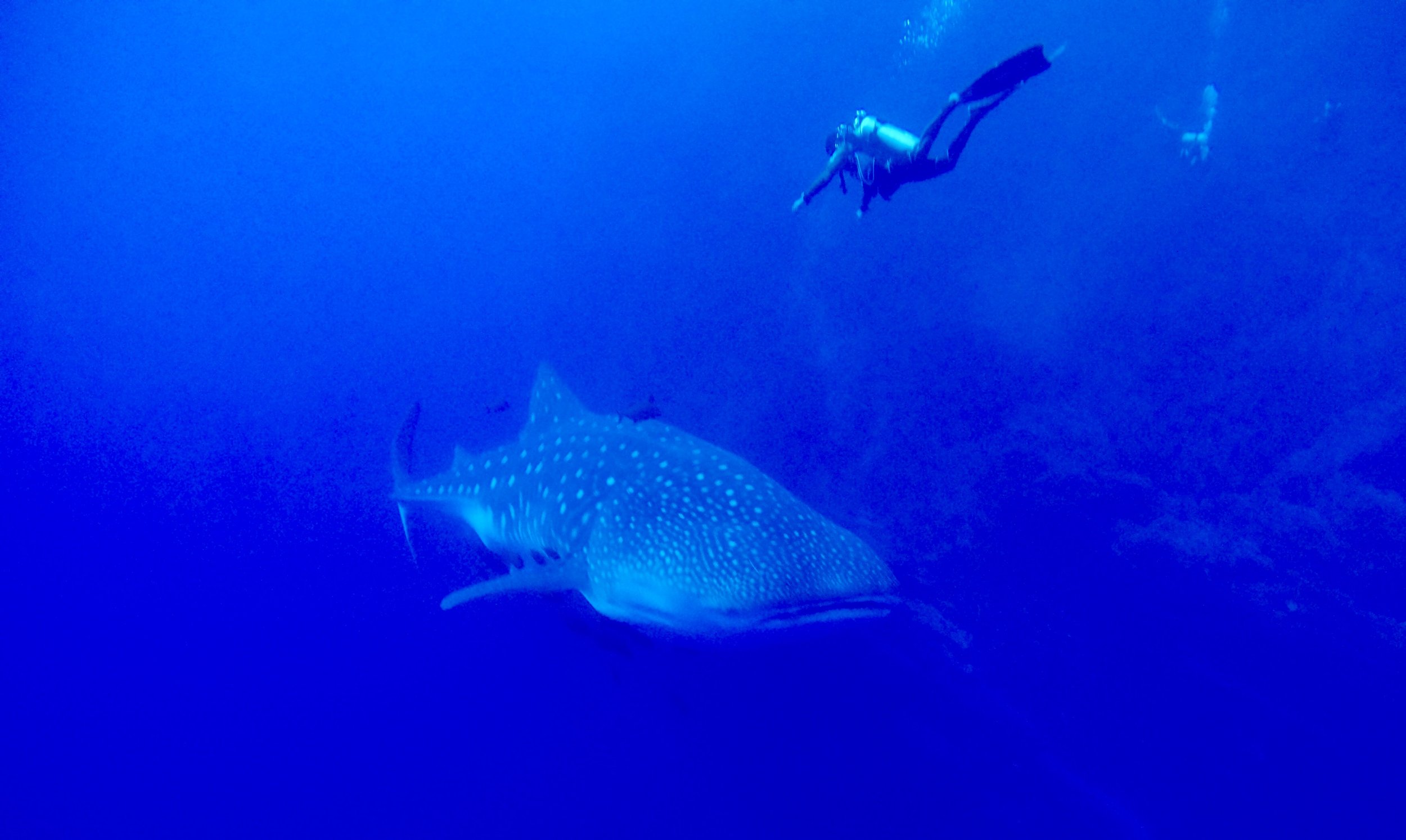 The largest of all fish in the ocean, whale sharks can grow nearly 40ft long.