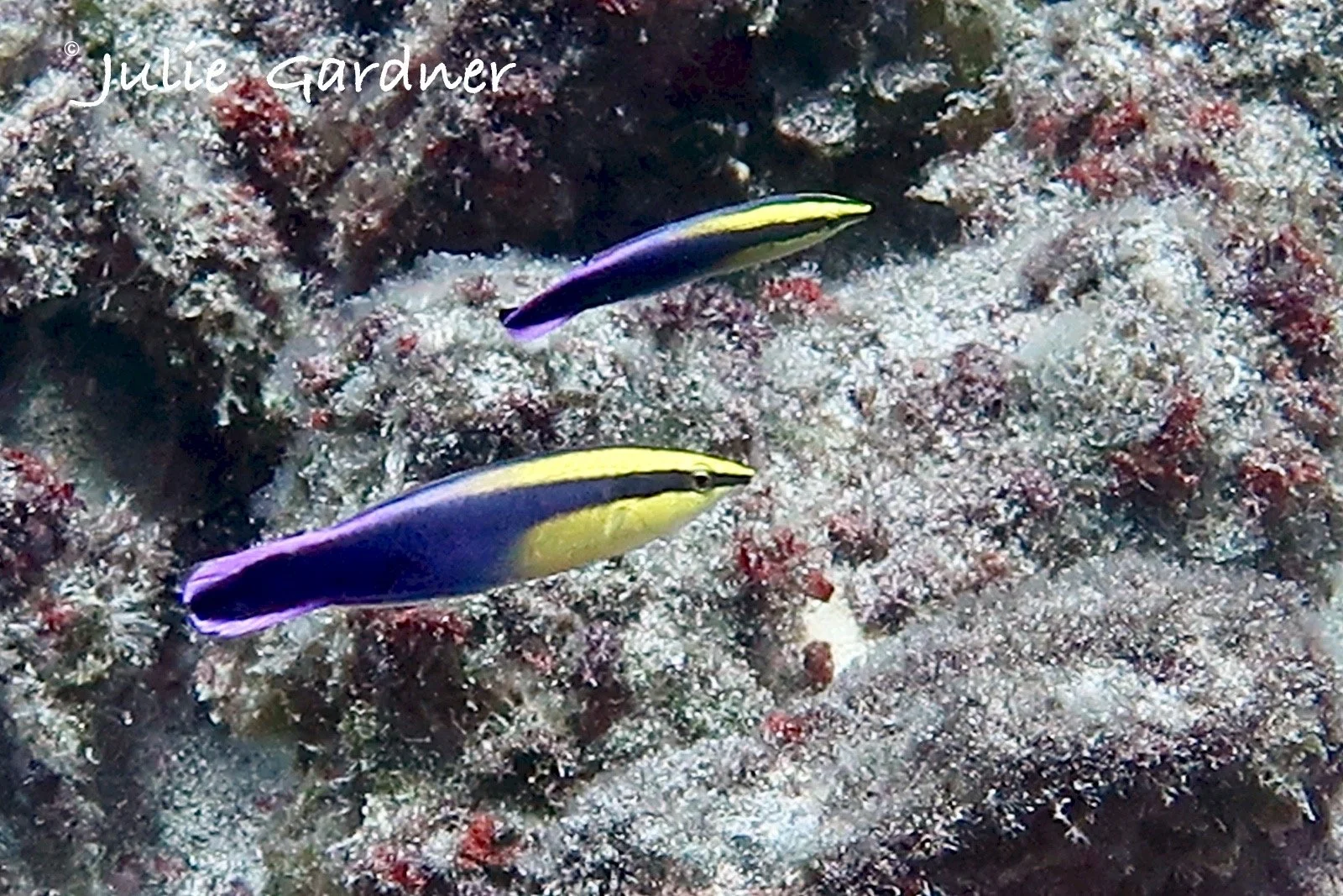 The Hawaiian Cleaner Wrasse Hawaiian Style Pest Control — Kauai Ocean