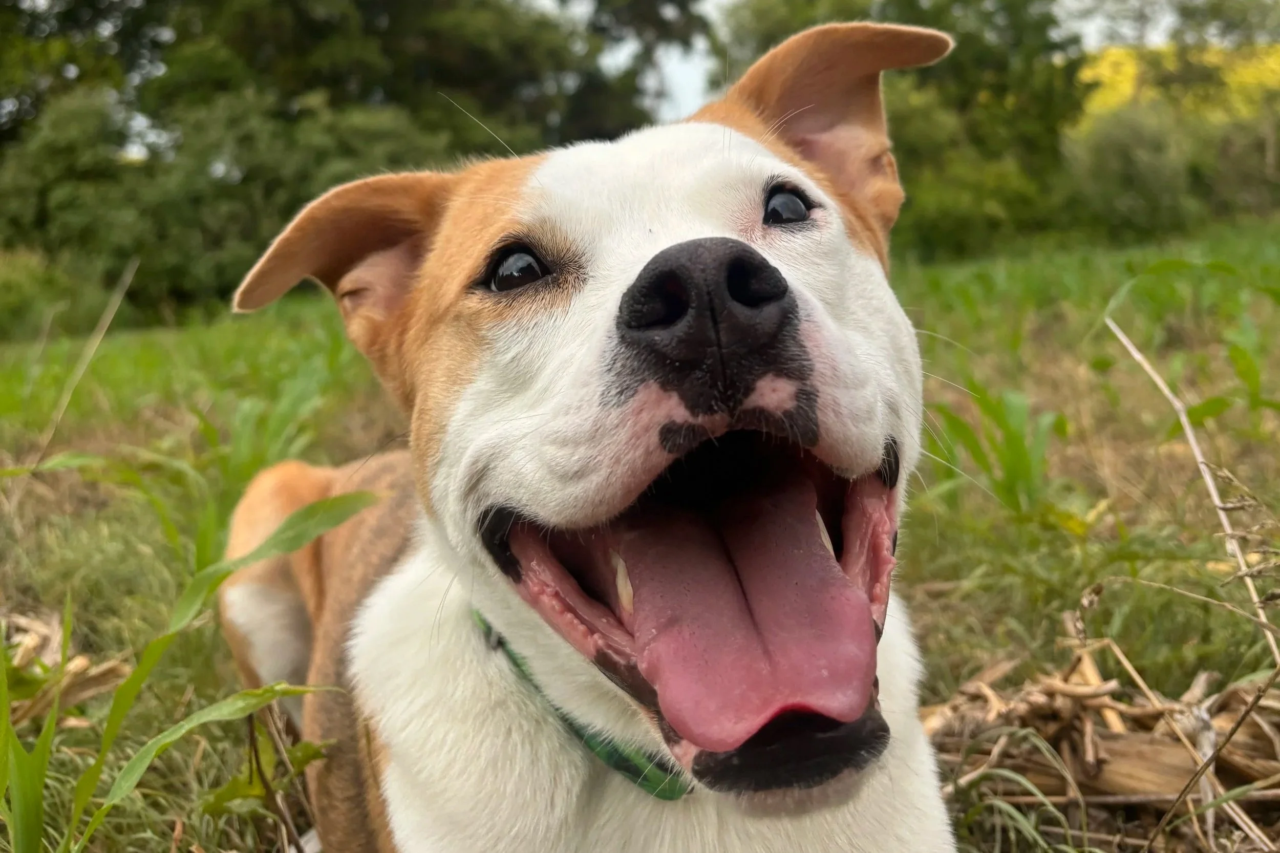Dog Behavior Modification Training: What It Is and Why Certified Trainers Use It
