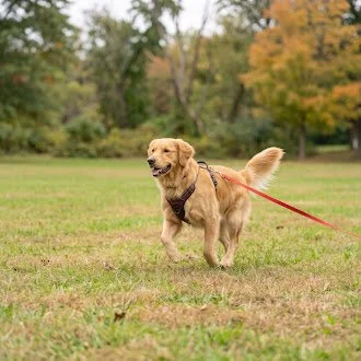 Dog Recall Training: How to Get a Reliable “Come” Command Every Time