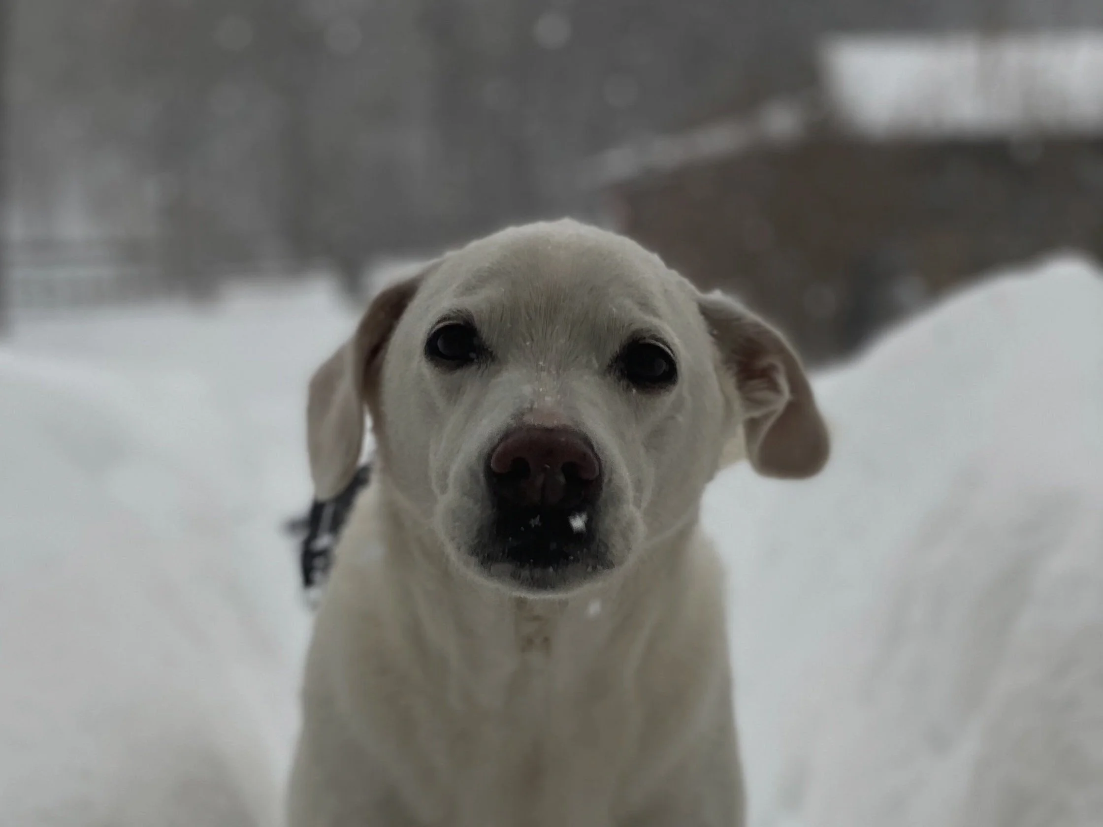 Best Dog Trainer Jersey edu.svet.gob.gt