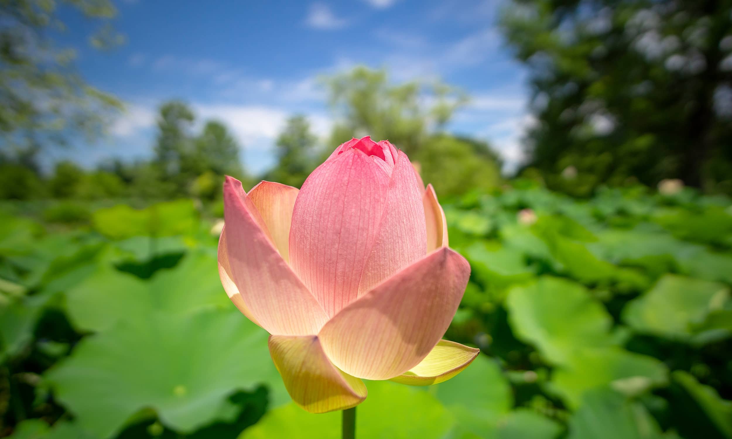 lotus-flower-at-kenilworth-aquatic-garden-washington-dc.jpg